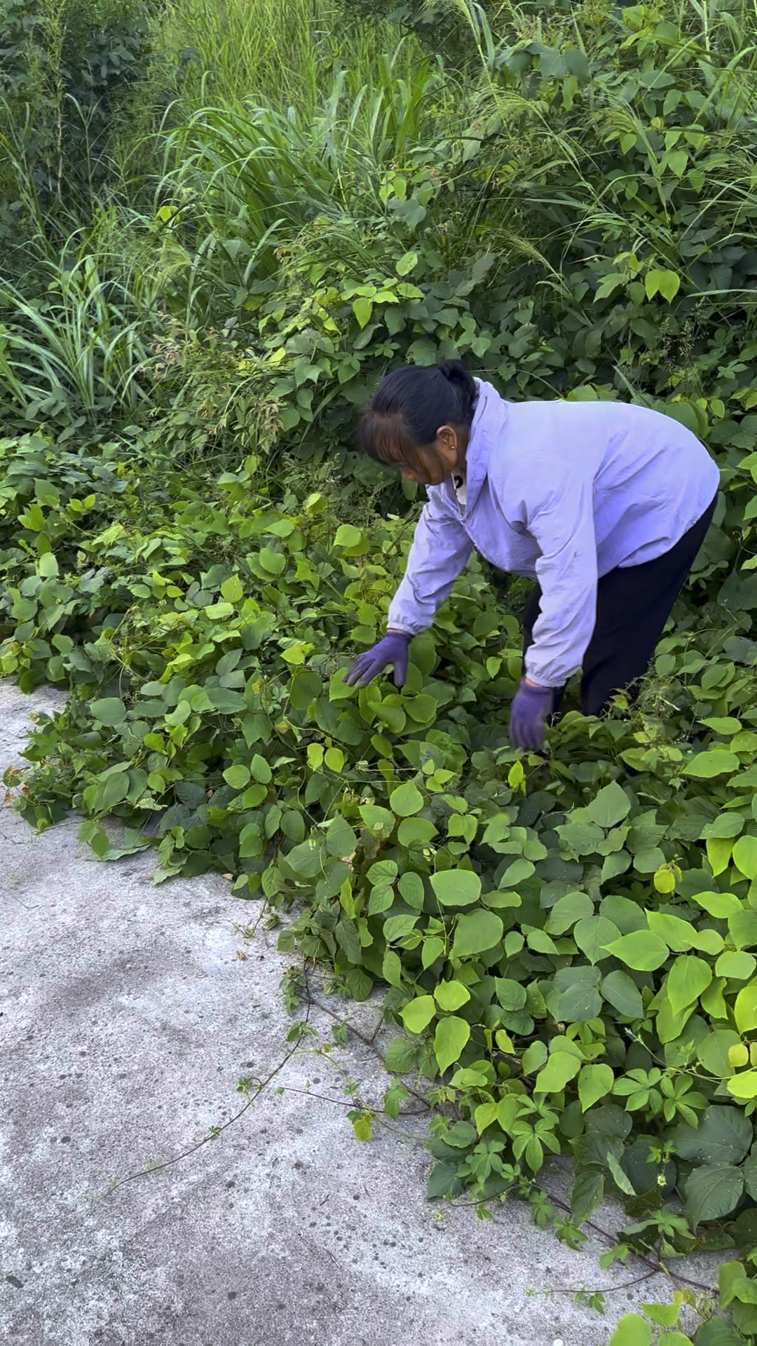 又到了抓小龙虾的季节了