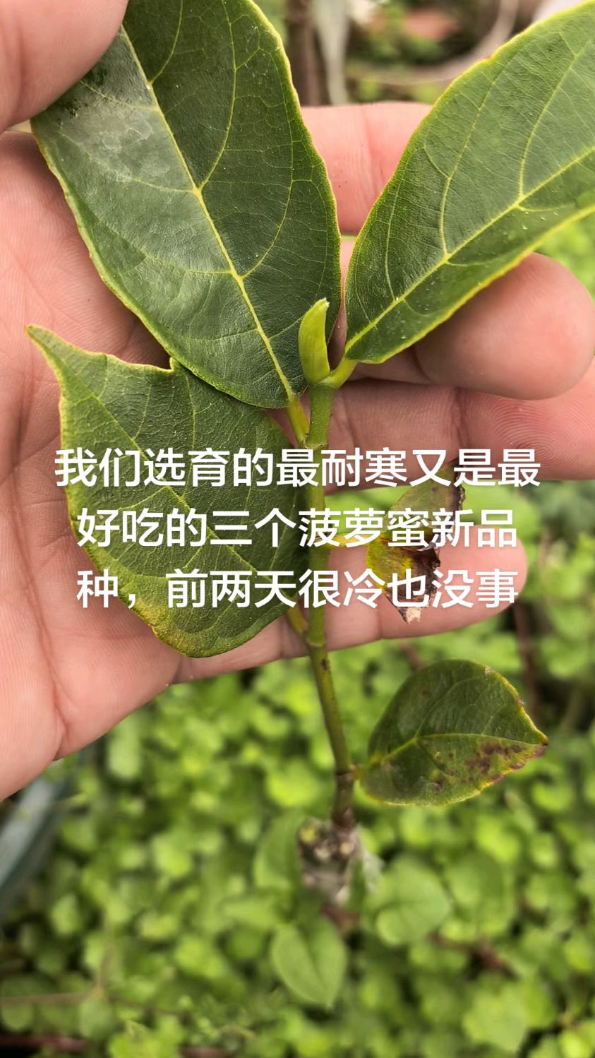 我们选育的最耐寒又是最好吃的菠萝蜜新品种,前两天很冷也没事