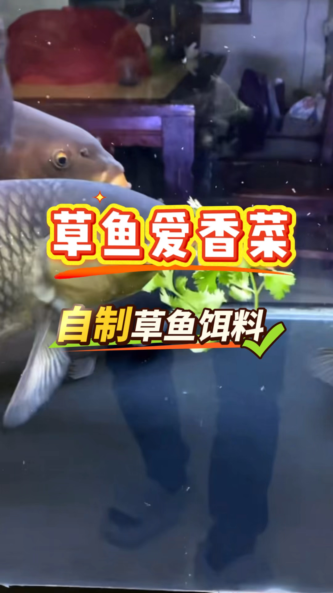 草鱼爱吃草,这是他的习性,但是它更爱吃香菜。#钓鱼技巧