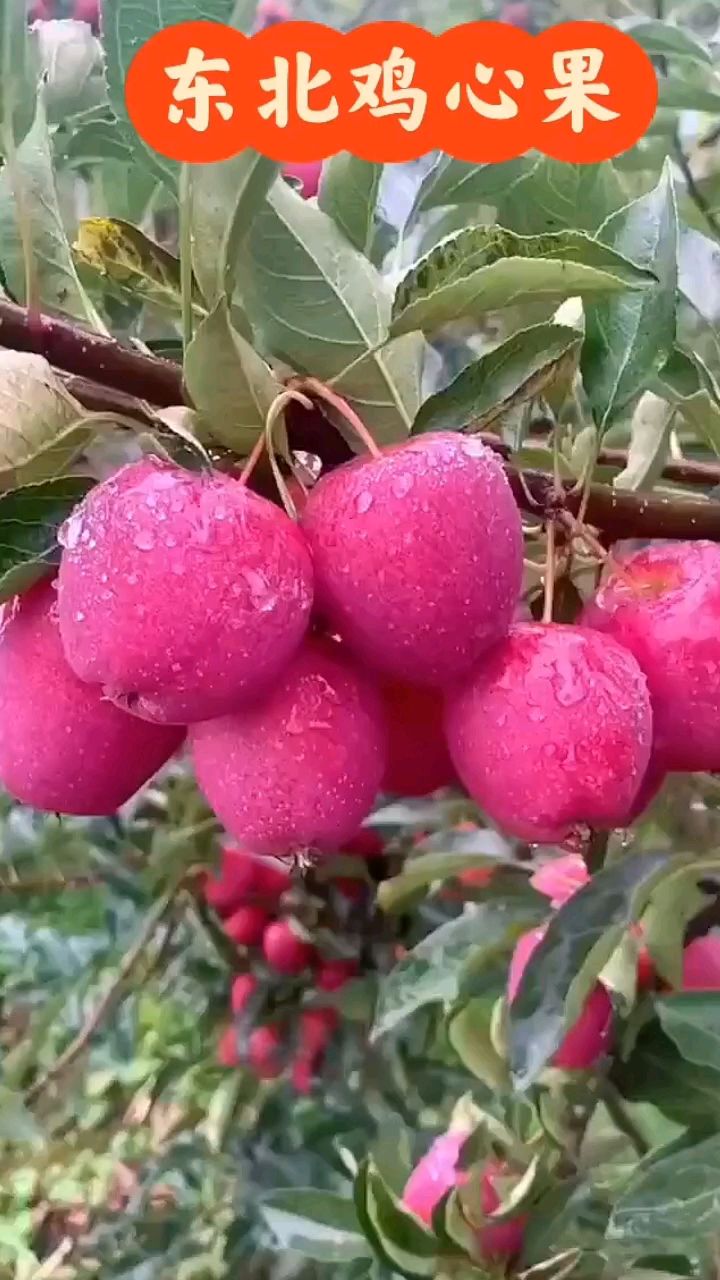 东北有这么可爱的水果“鸡心果”酸甜甜小果子,像油墨画里的水果