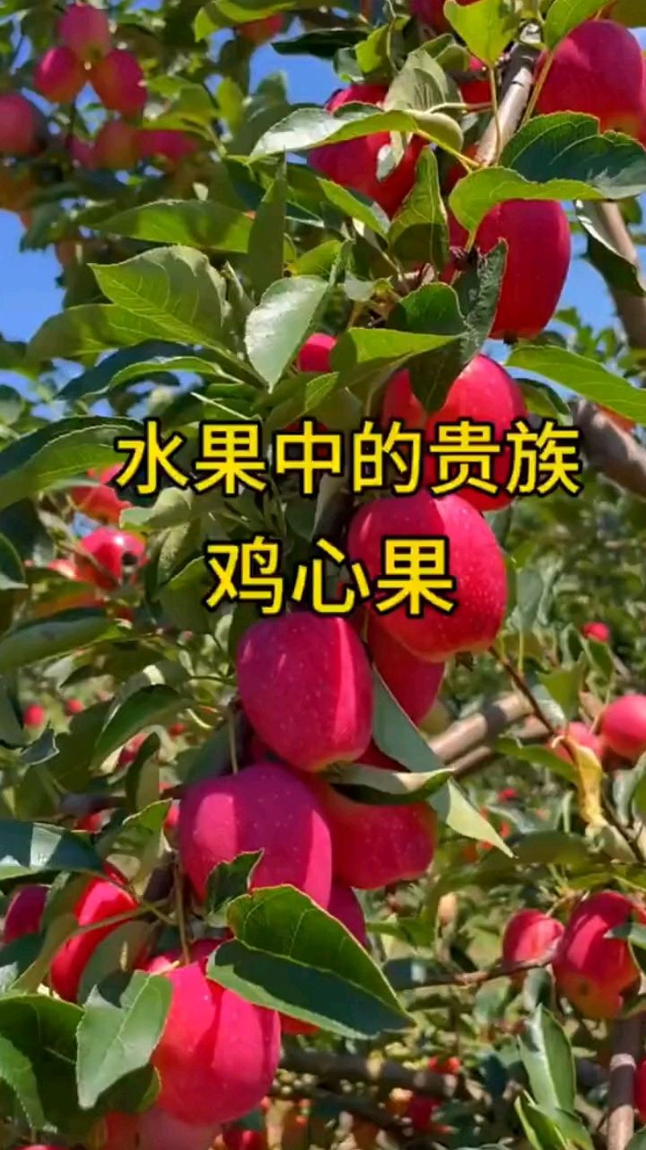这是东北独有的水果叫鸡心果,又叫香妃海棠,酸甜口,口感嘎嘣脆
