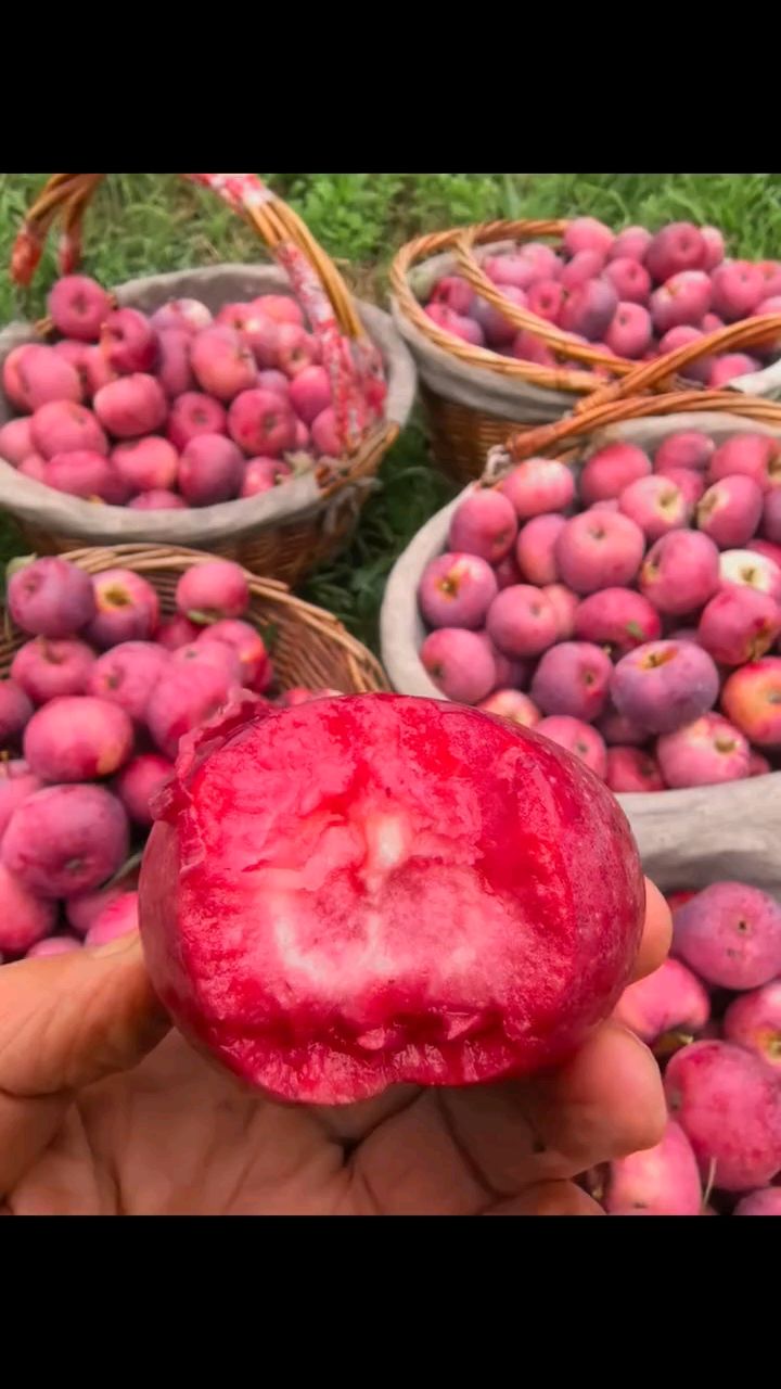 红肉苹果 成熟了,皮薄脆甜多汗,口感特别好,满满的维C营养丰富