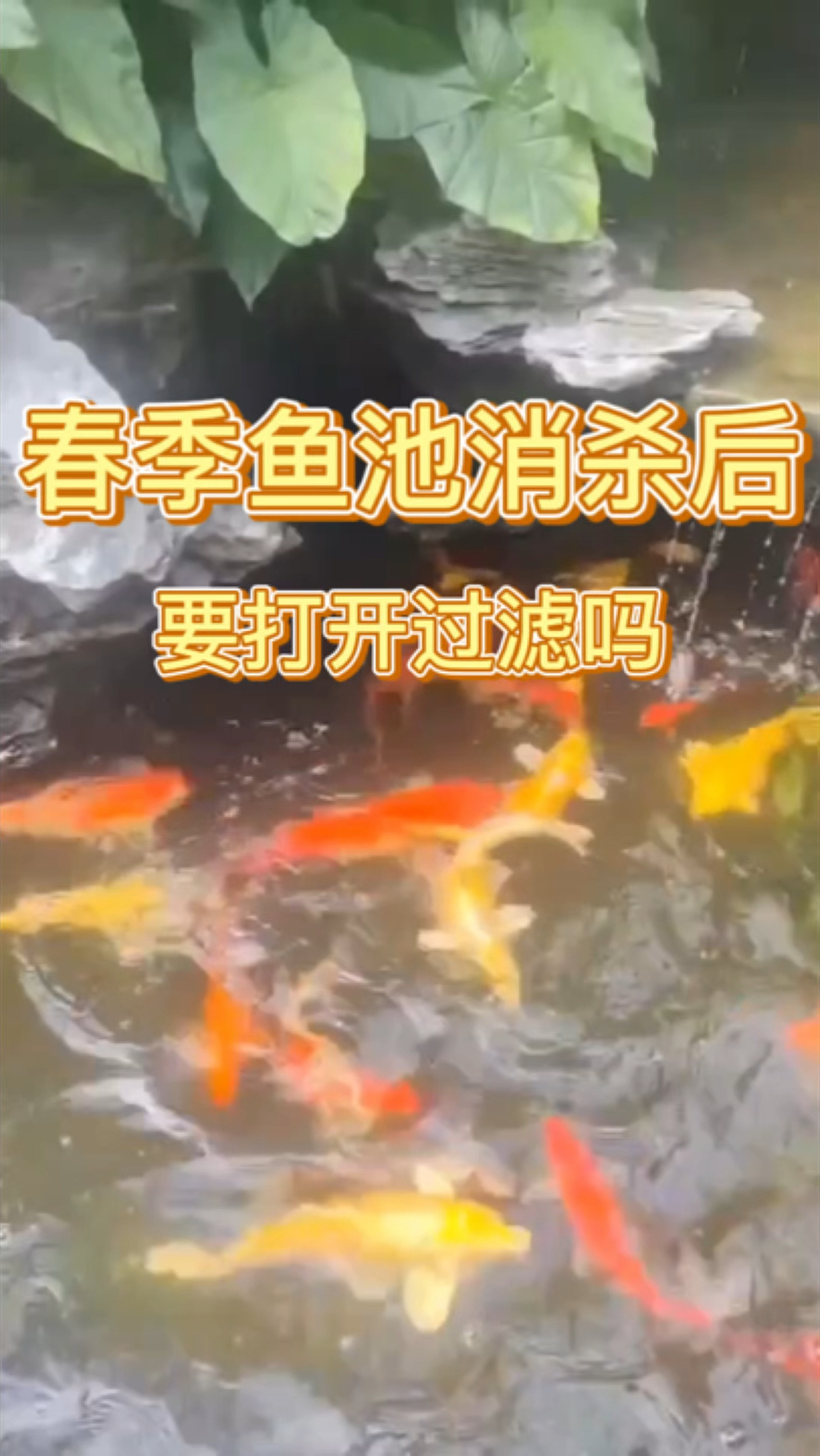 春季锦鲤鱼池消杀后,要不要打开过滤系统,这个视频告诉你答案!