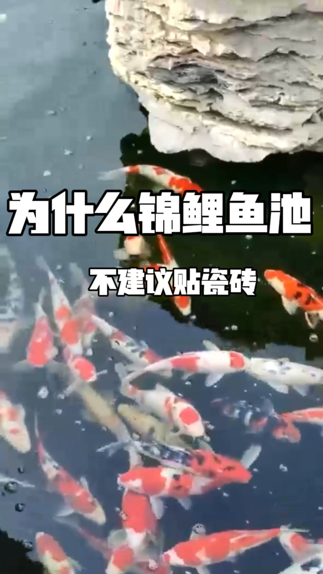 为什么不建议鱼池贴瓷砖?