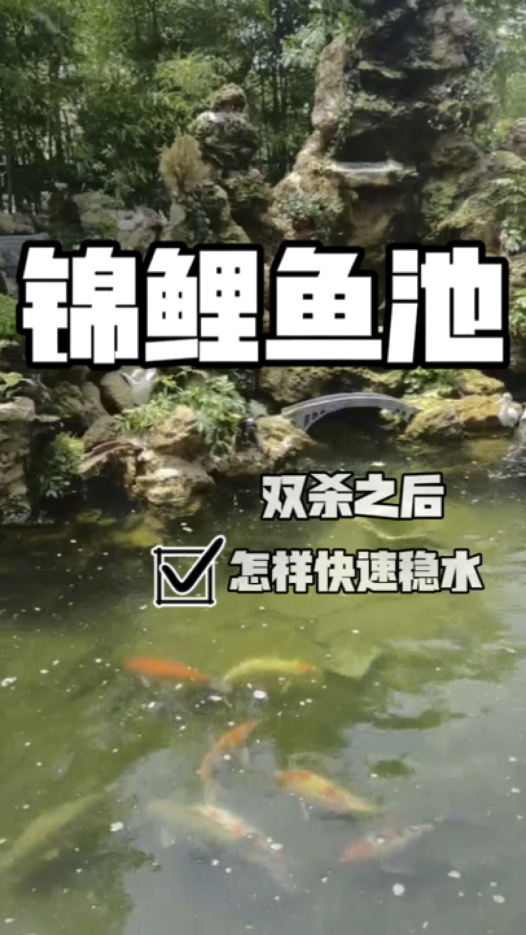 锦鲤鱼池春季双杀后,怎样快速建立硝化系统?