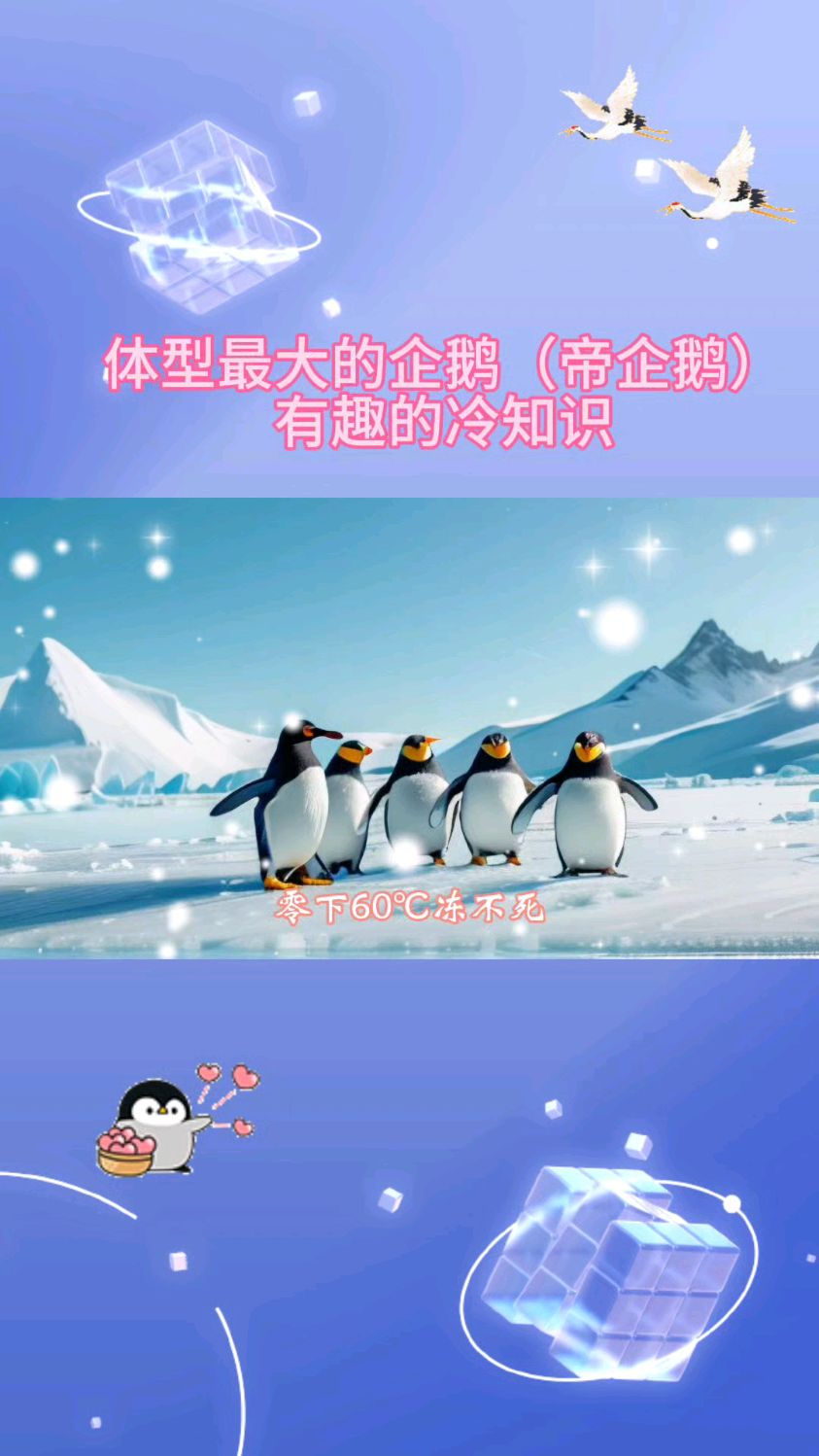 体型最大的南极企鹅冷知识