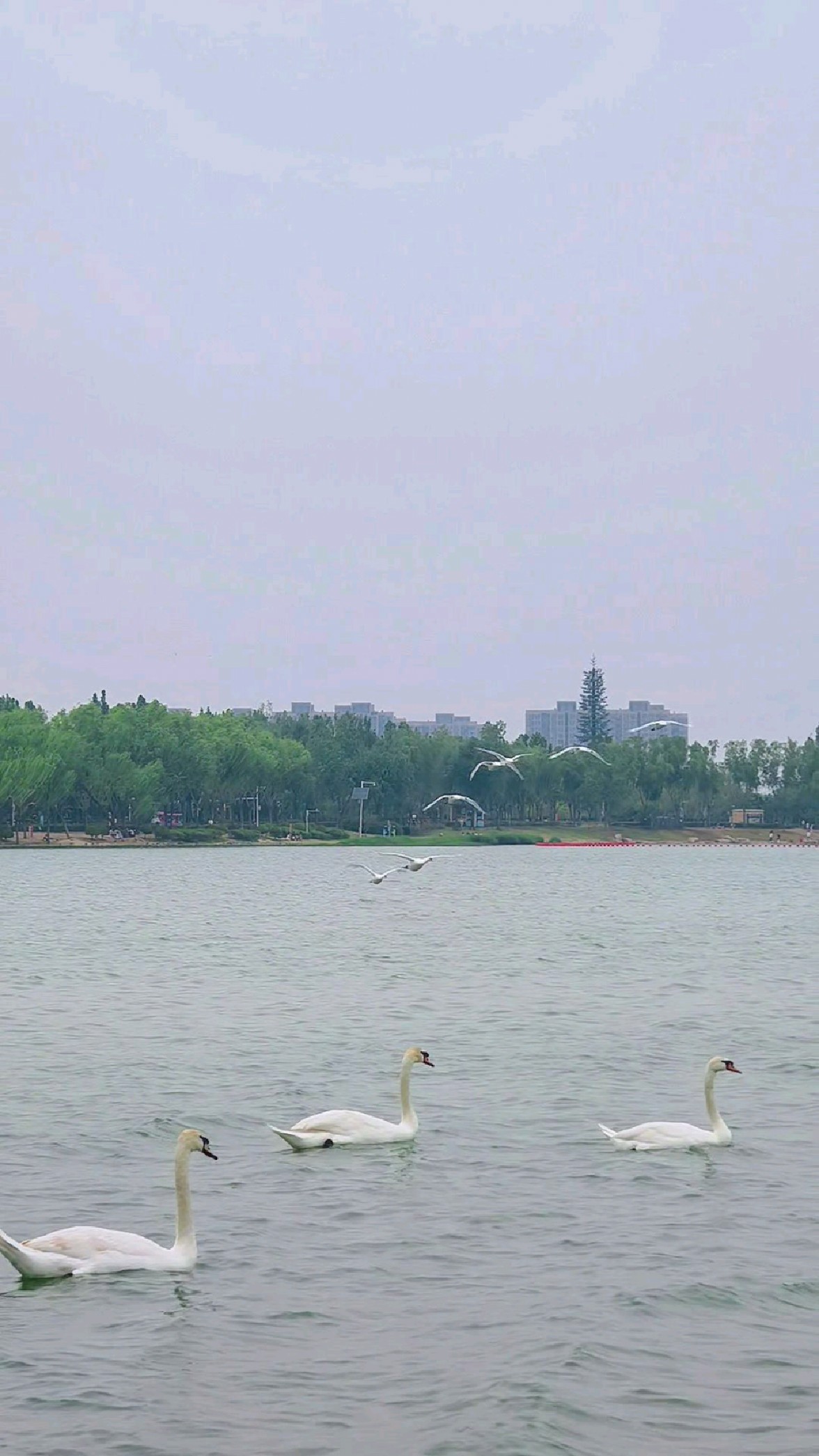 郑州北龙湖一群青年天鹅在傍晚湖面上振翅翱翔于天空碧水之间。