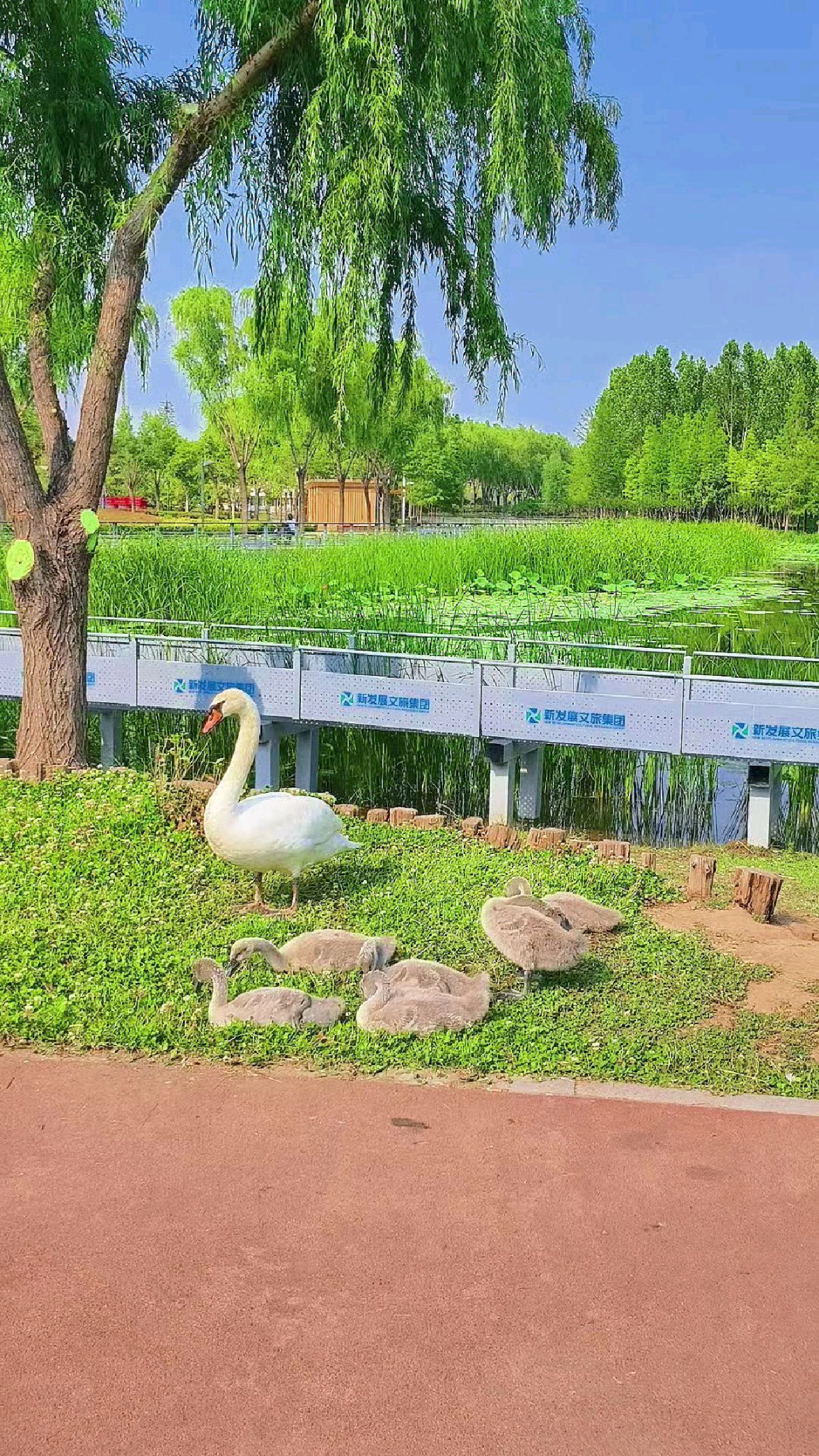 北龙湖妈宝大利带着鹅宝在荷花池旁休憩,觅食!