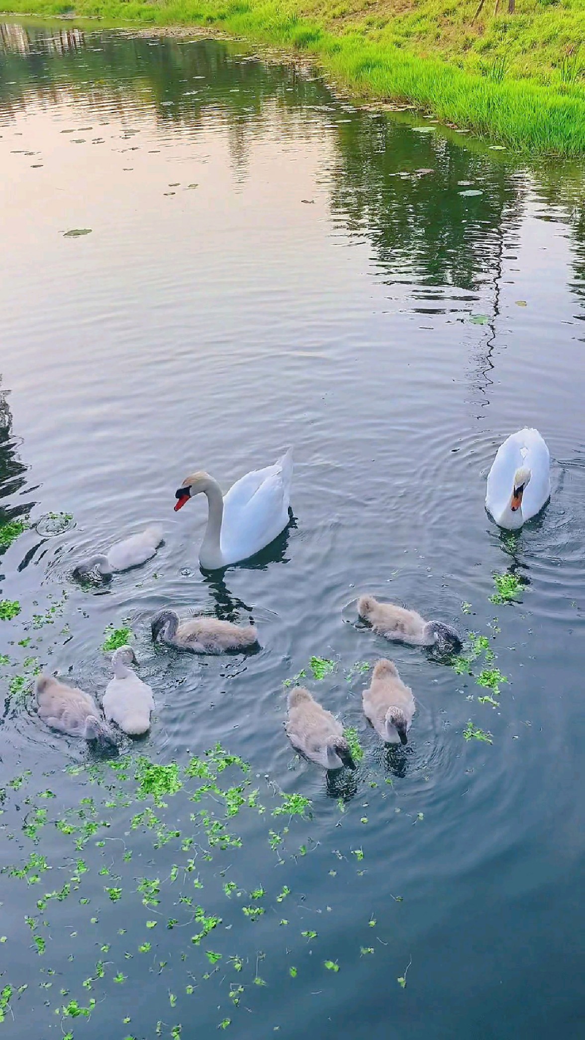 北龙湖湖二河妹天鹅夫妇带着7个鹅宝在河塘里吃食好有趣呀!