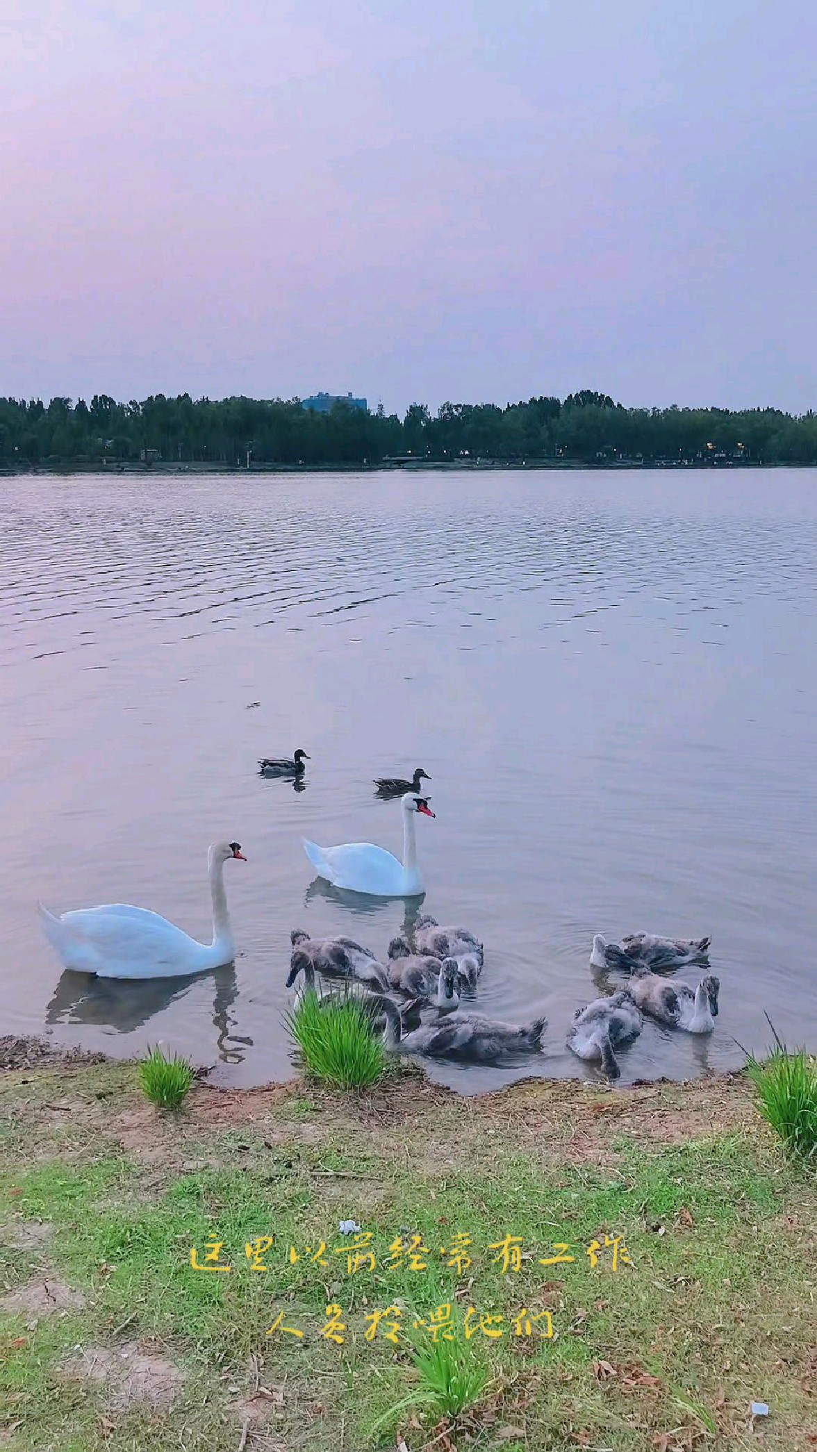 北龙湖王子公主天鹅夫妇带着八个鹅宝在湖边觅食!