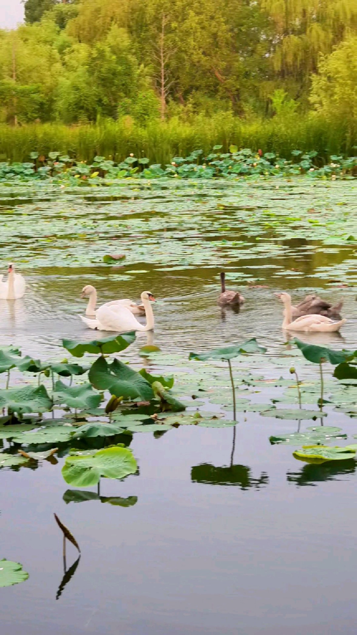 北龙湖湖二河妹天鹅夫妇领着鹅宝们在荷塘边觅食，游水，休憩！
