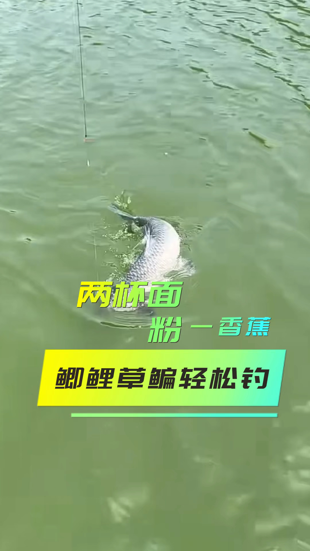 面粉加香蕉，大鱼连竿钓#自制饵料 #鱼饵推荐 #钓鲫鱼 #钓鱼饵料