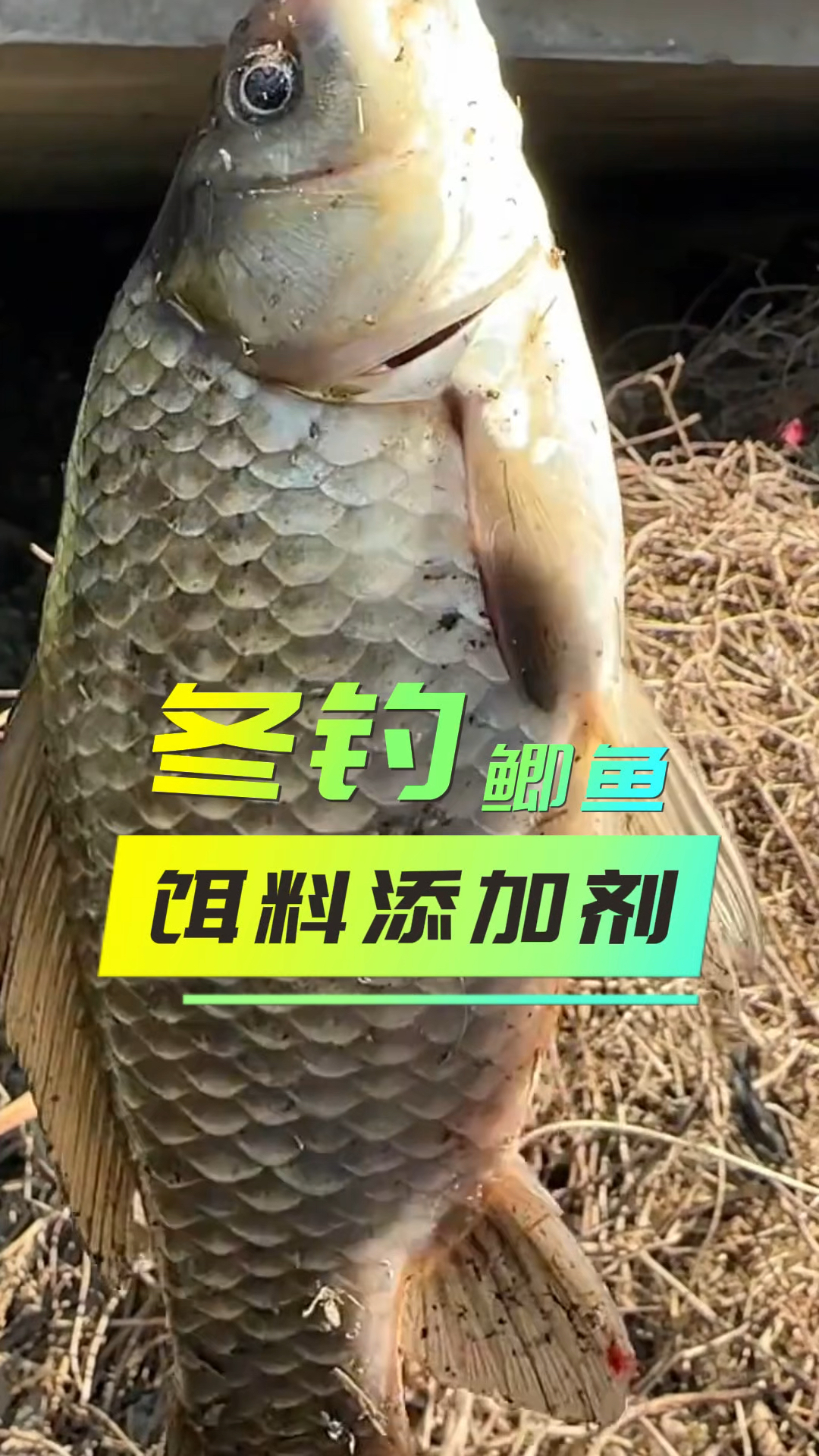 钓鲫鱼不空军的饵料搭配#鲫鱼饵料 #钓鱼小药添加剂 #钓鱼添加剂