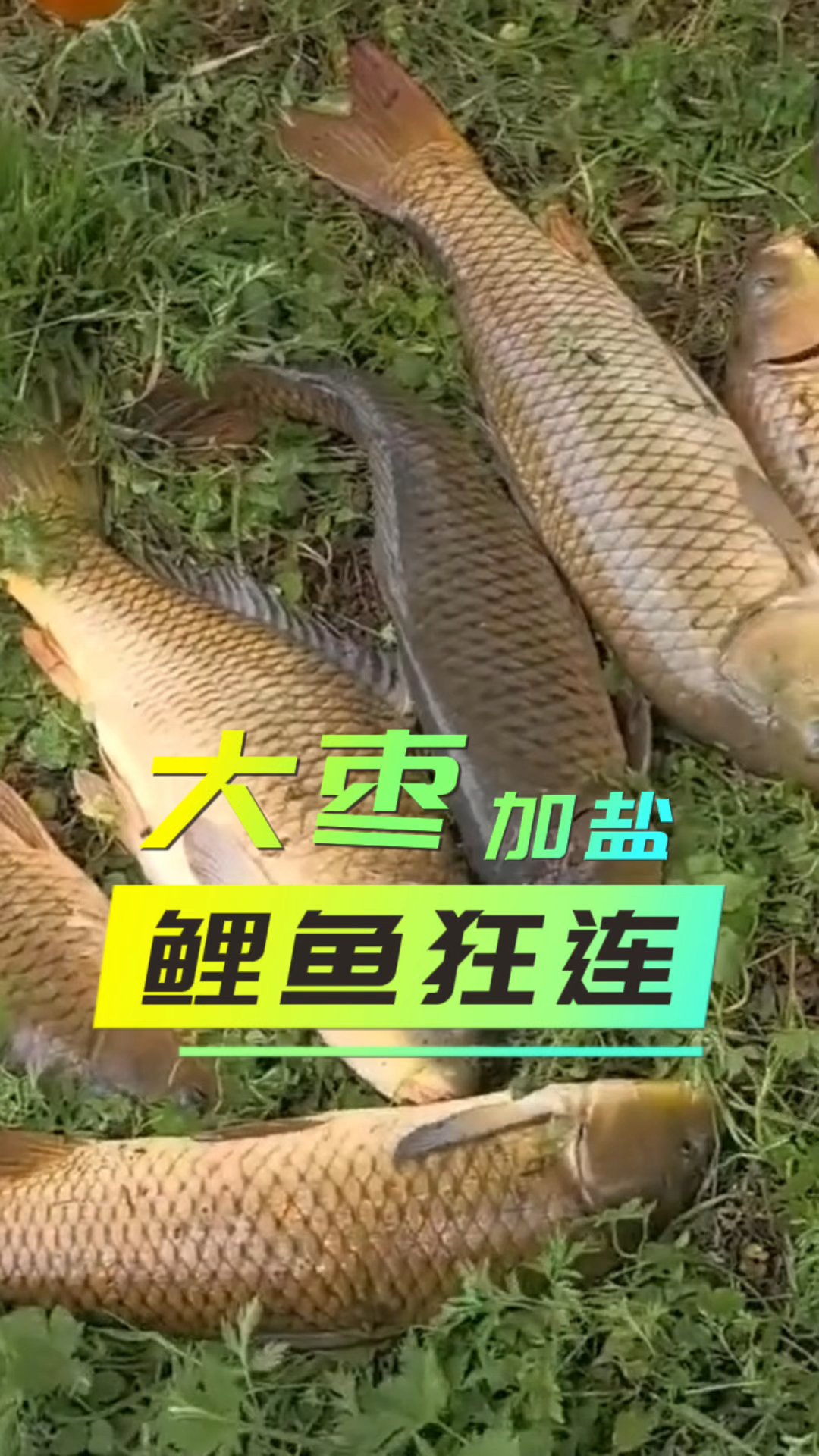 自制大枣饵料钓鲤鱼#鲤鱼饵料 #自制饵料 #鱼饵推荐 #钓鲤鱼