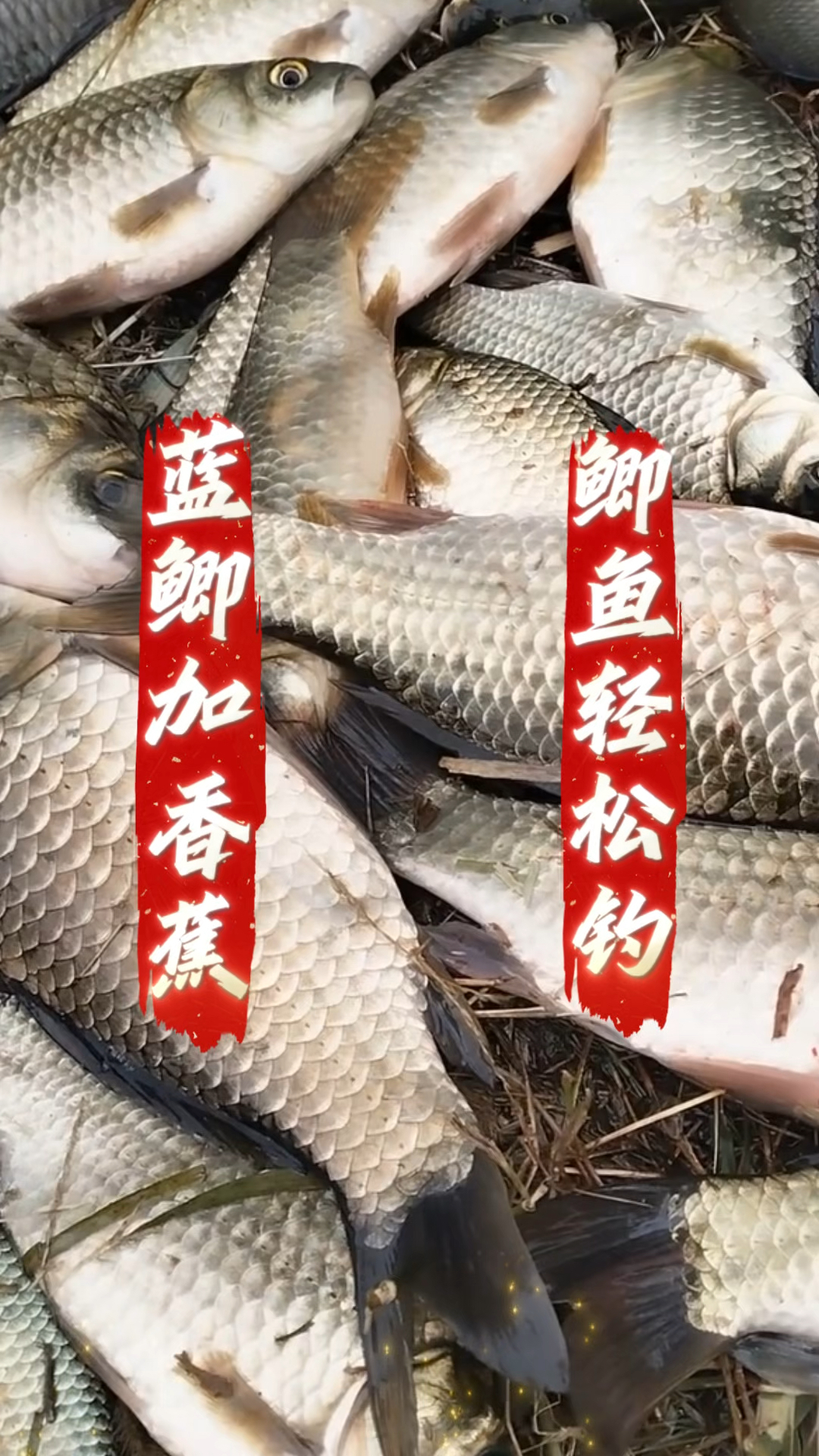 蓝鲫加香蕉钓友累断腰 #鲫鱼饵料 #自制饵料 #自制饵料钓鱼 #鲫鱼