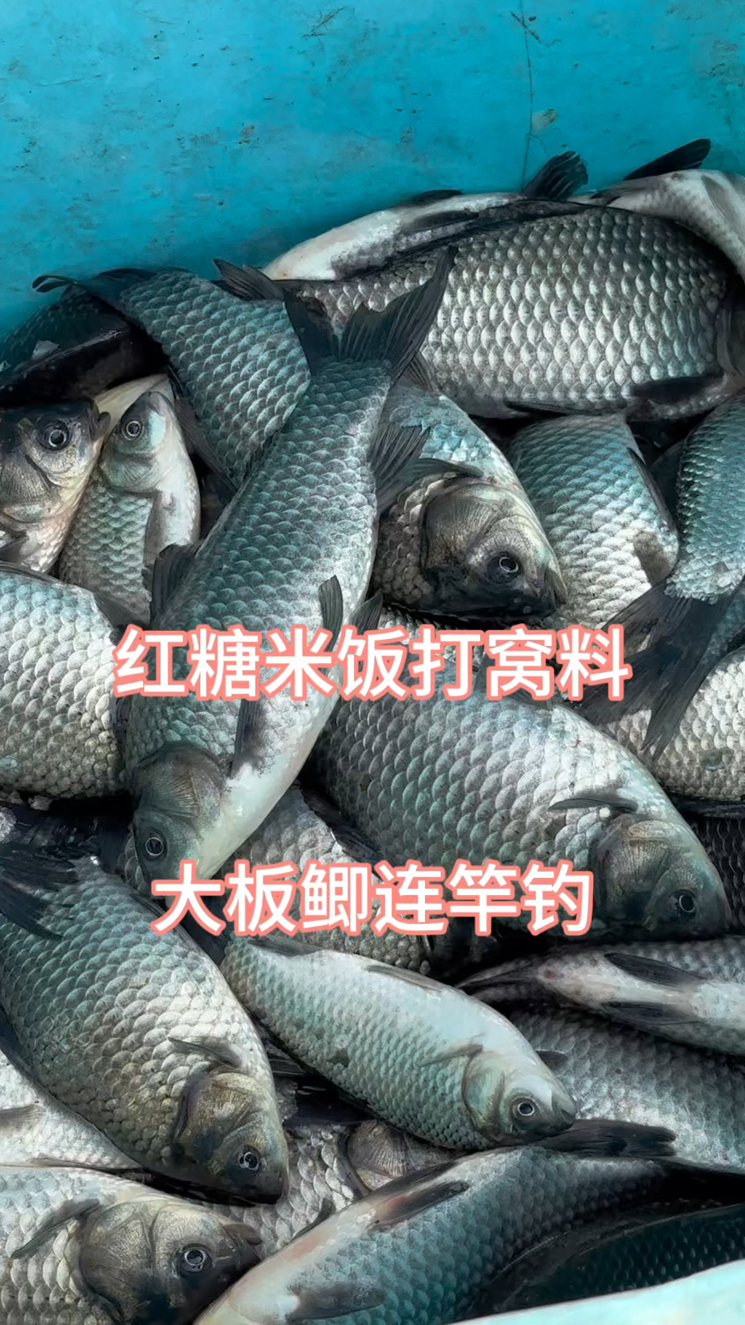 自制红糖米饭窝料钓鲫鱼一天轻松钓个几十斤#鲫鱼窝料 #自制窝料