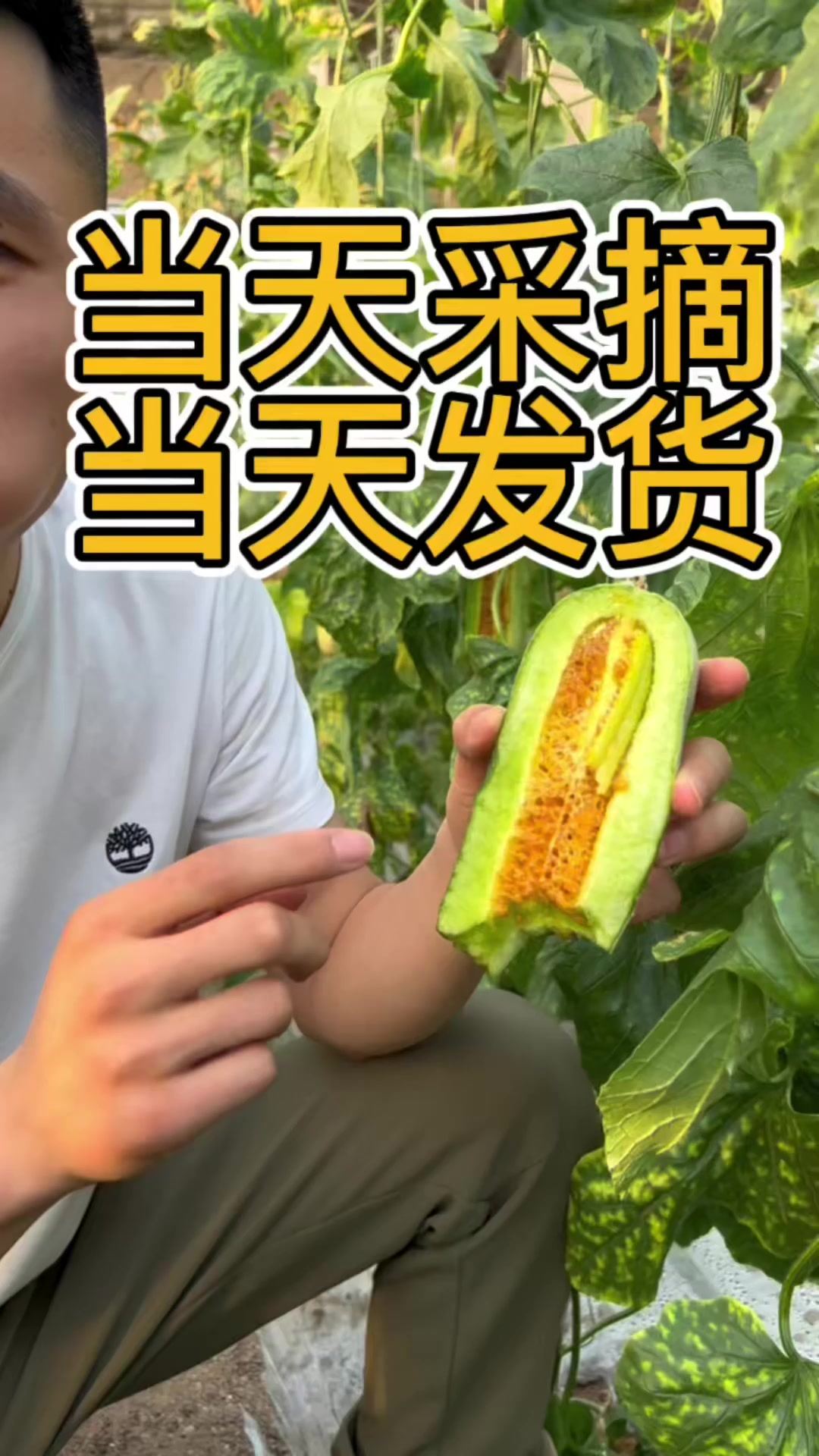 阳光好果新鲜羊角蜜，昼夜温差聚糖分，新鲜羊角蜜爆汁香甜