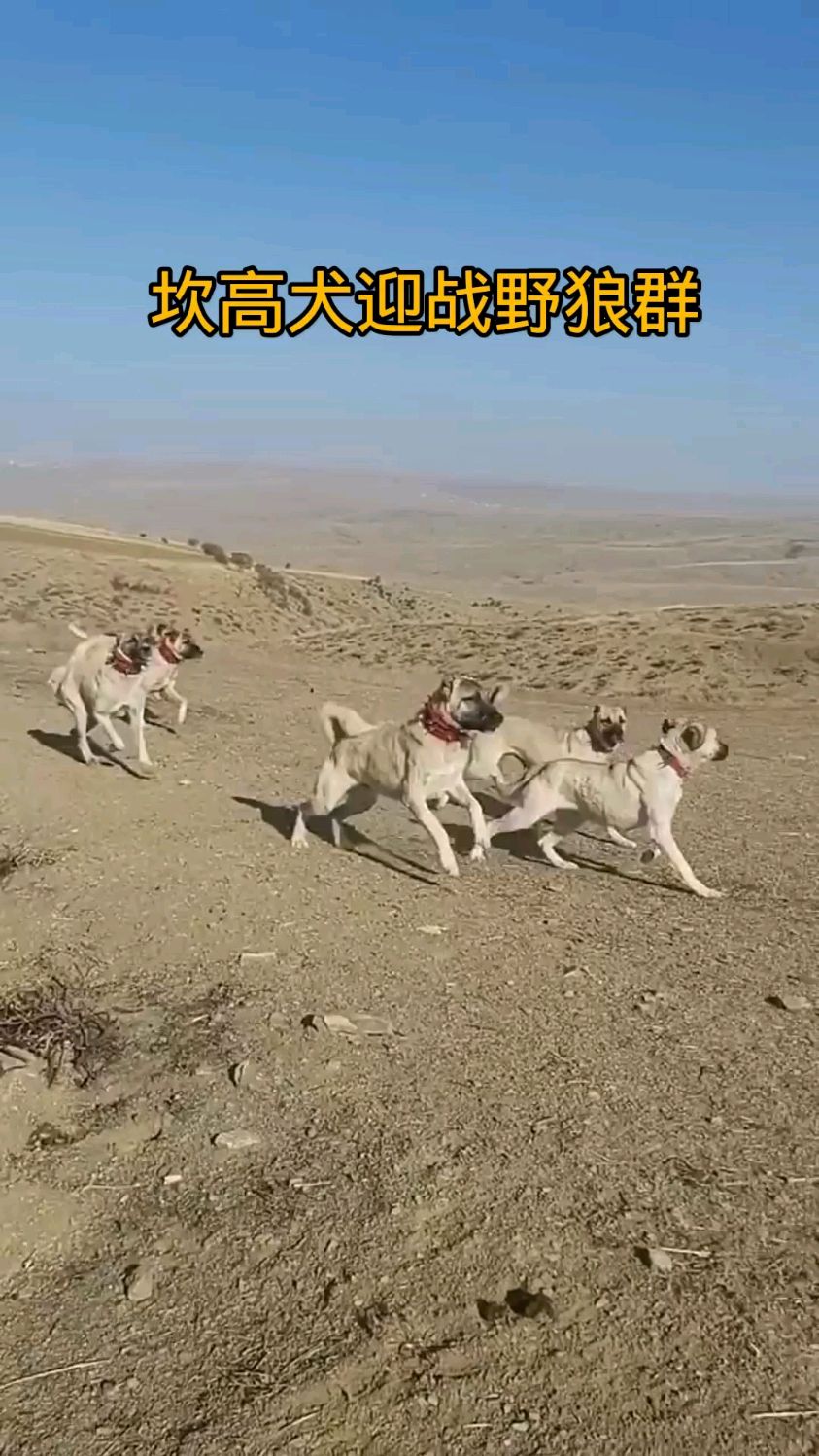 坎高犬听到狼群的吼叫声立马进行巡查,然而羊还是被野狼抓走了