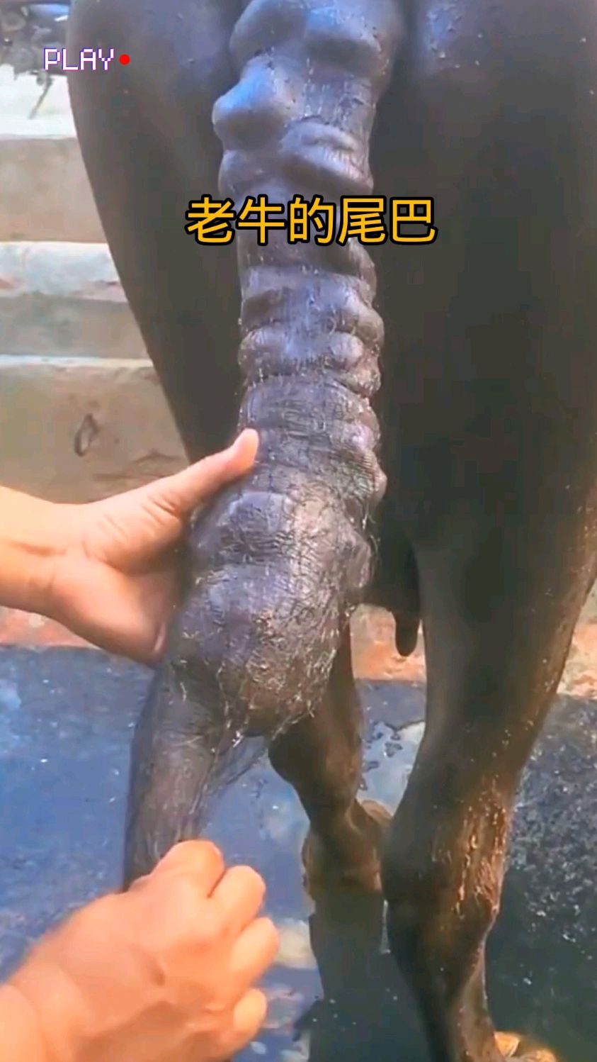 老牛的尾巴长了很多肉疙瘩,兽医说里面不是肿瘤就是寄生虫