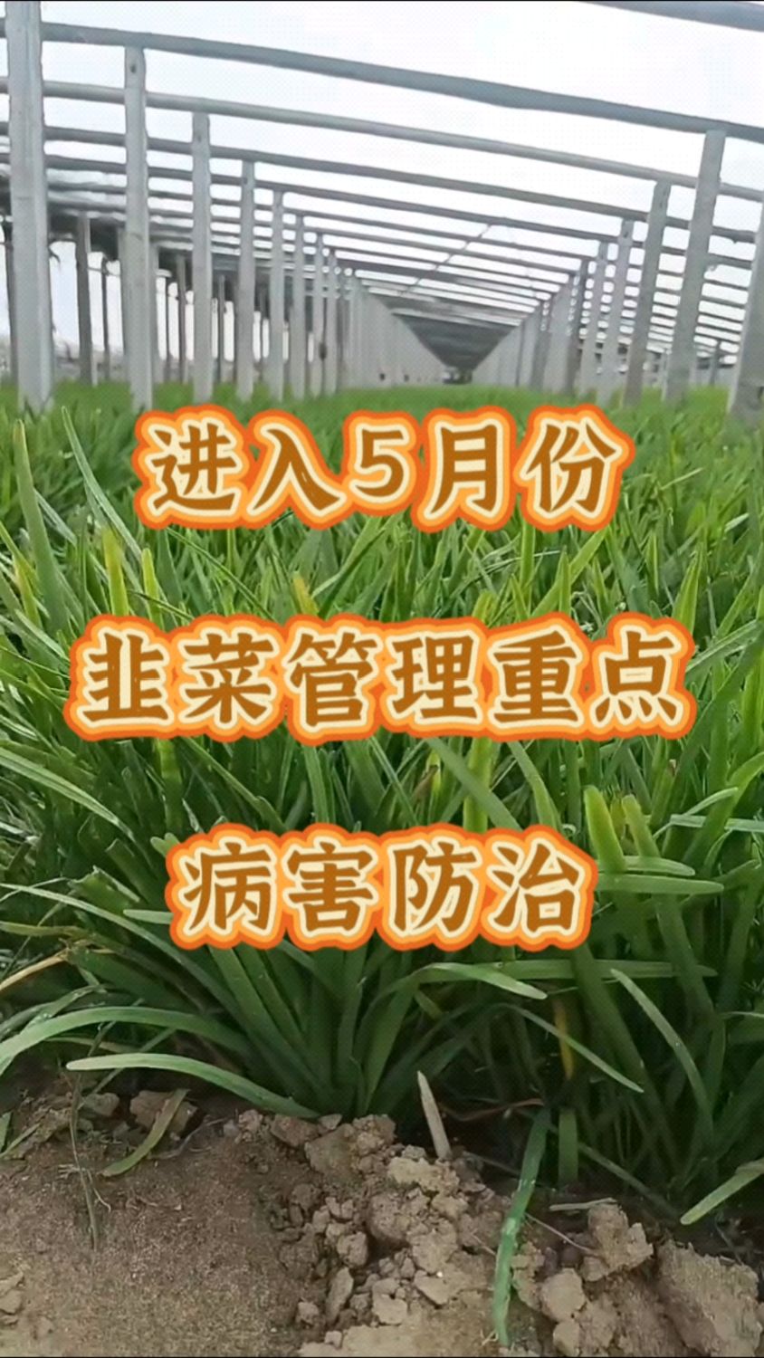 进入5月份,韭菜管理重点,病害防治。