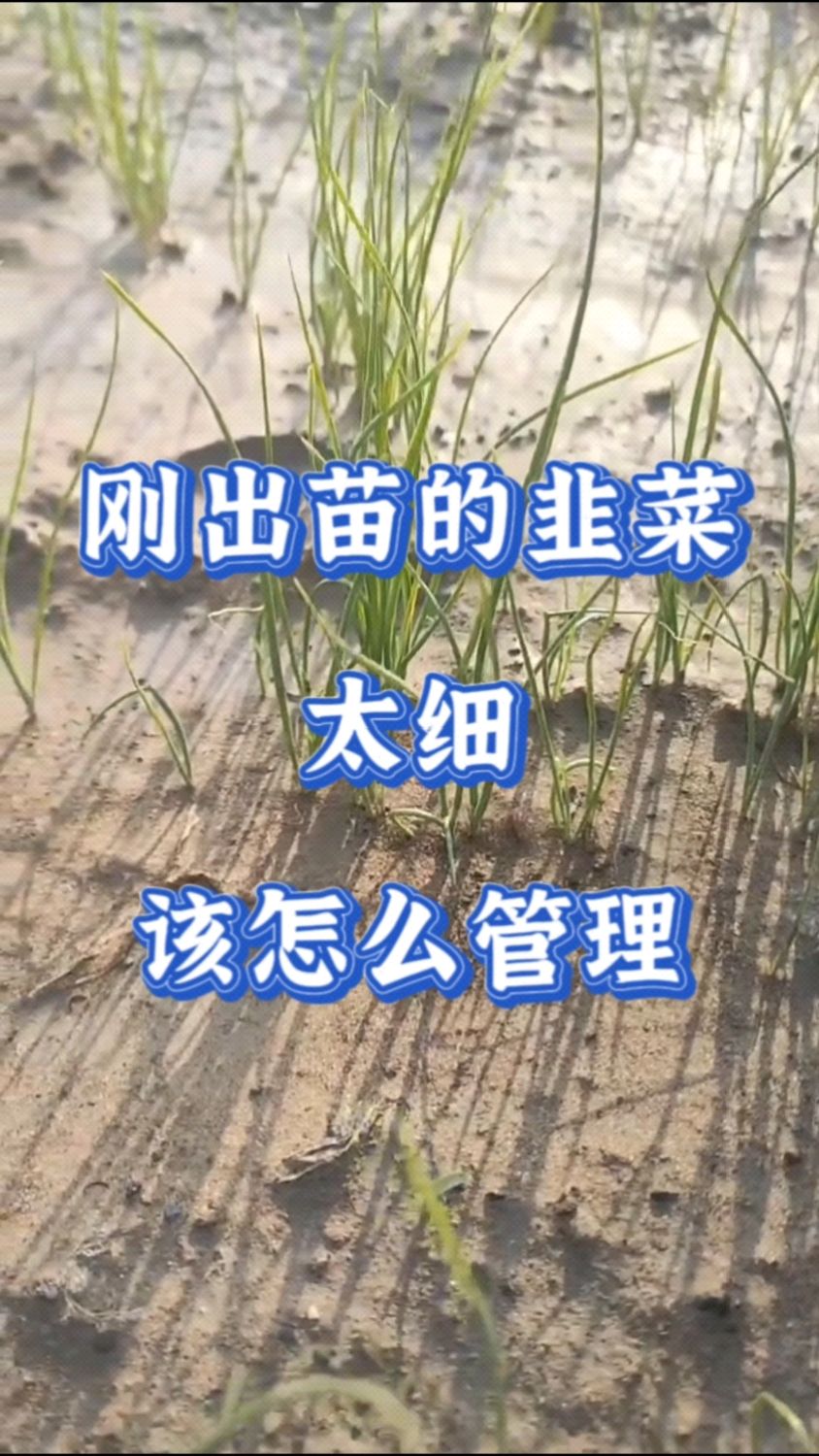 刚出苗的韭菜太细,该怎么管理?