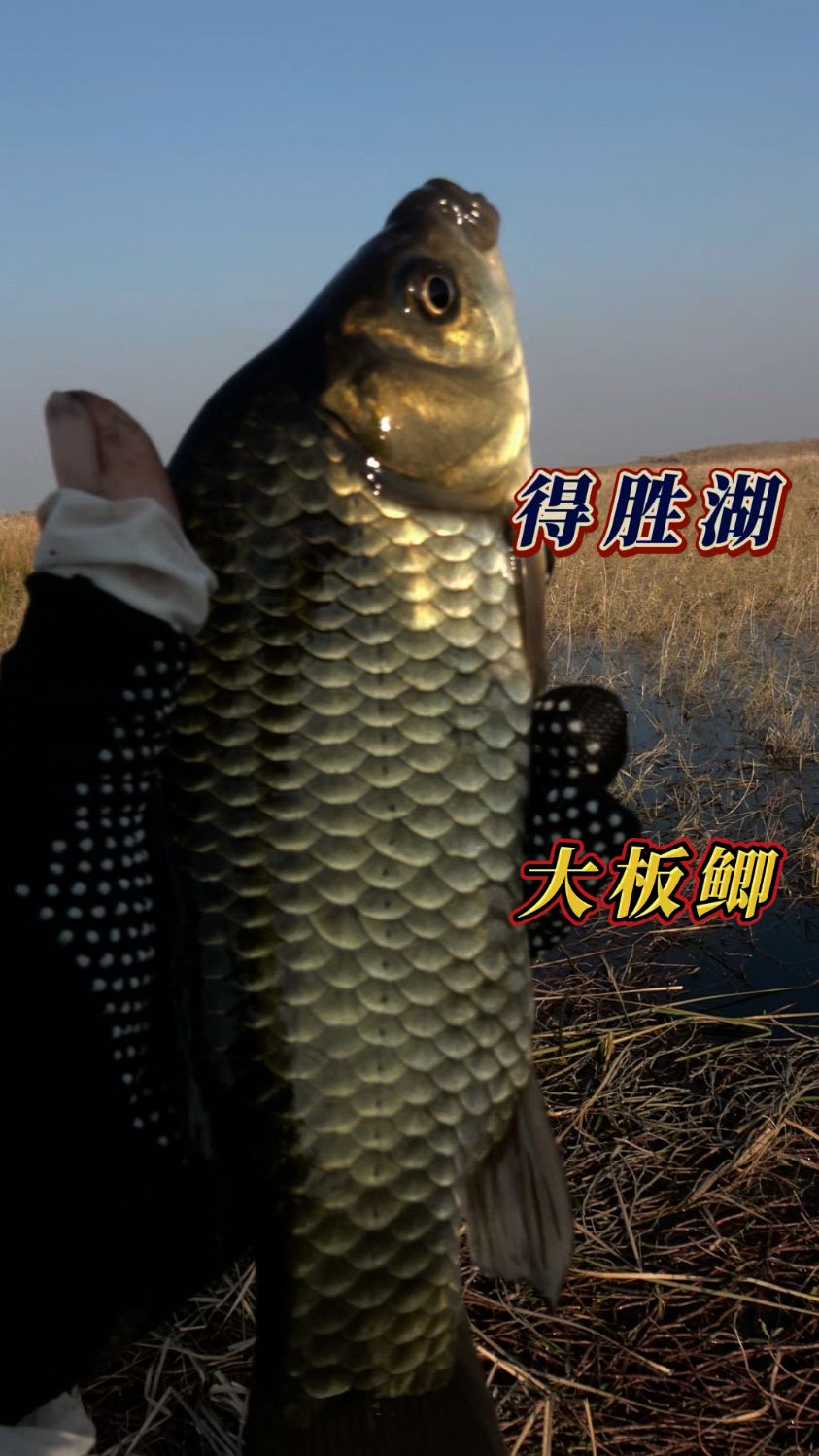 重草区鲫鱼真多,长杆短线,钓上来的鲫鱼真漂亮