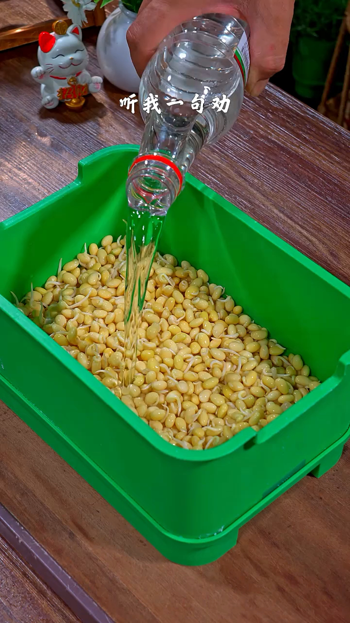 自己在家做豆芽。