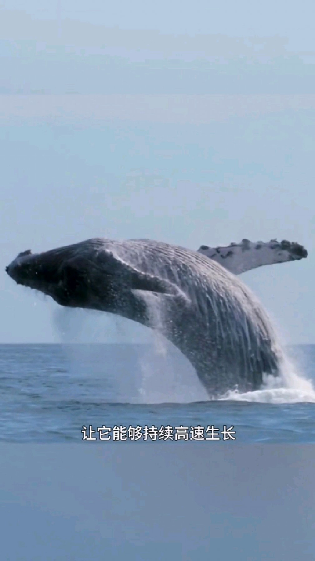 海中大胃王?一口能吃四万只虾,你敢信?