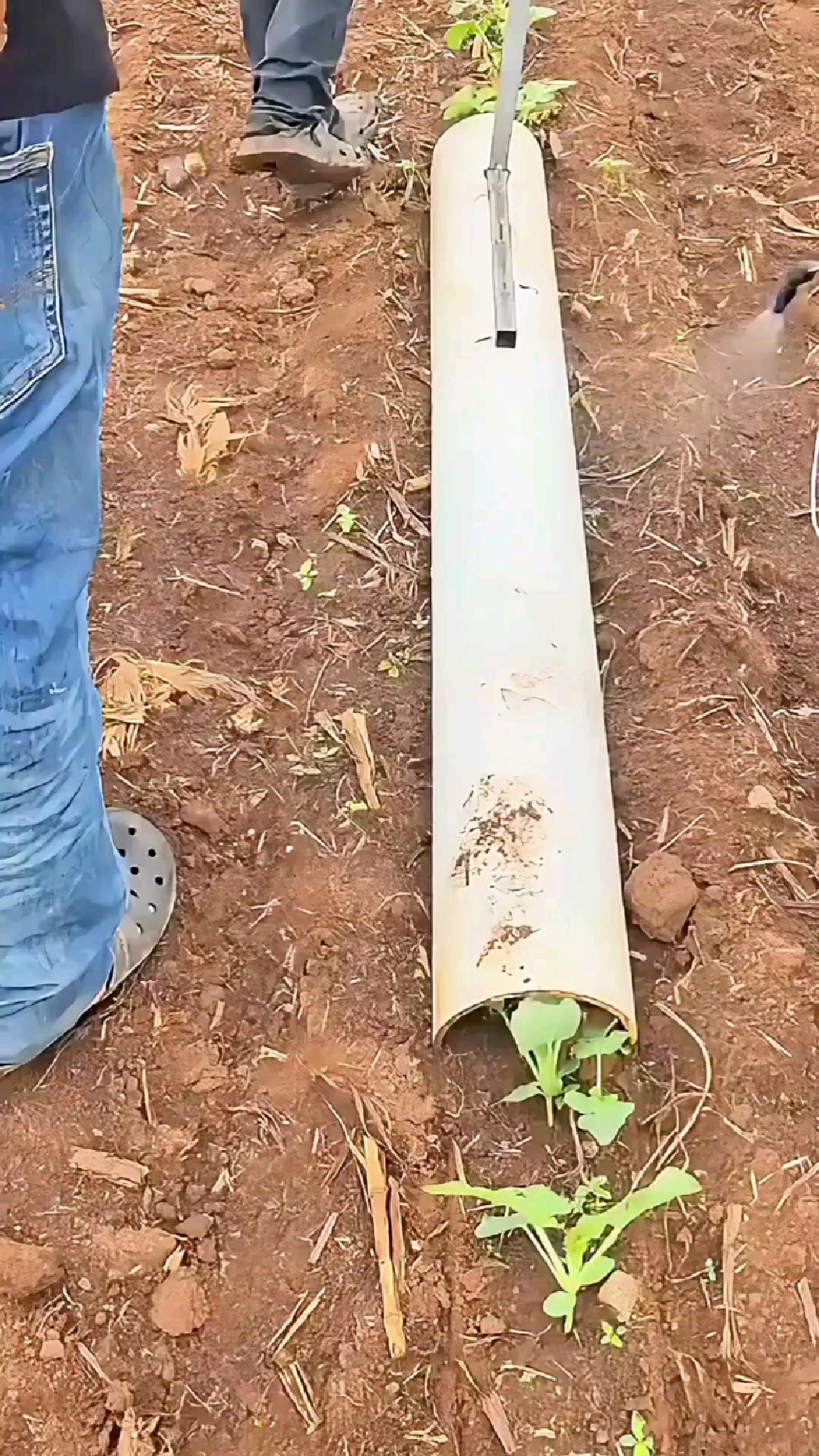 值全球推广!给蔬菜苗打除草剂农药时,如何一点都不洒在禾苗上?