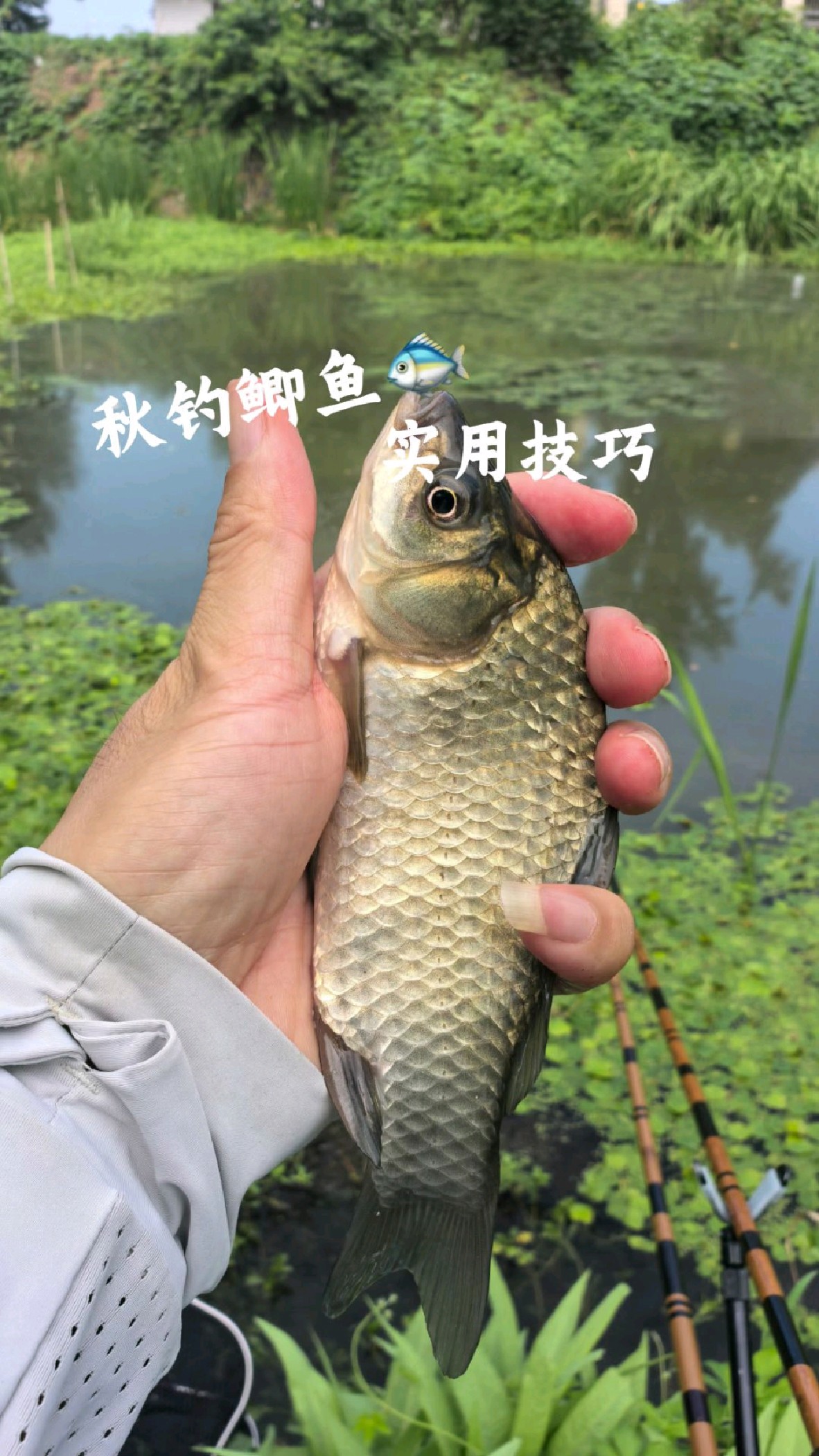 秋钓鲫鱼适合新手的4个技巧