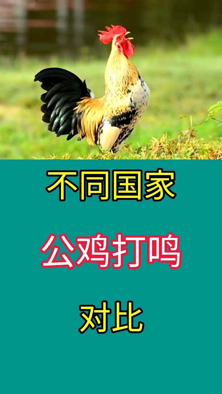 不同国家公鸡打鸣对比 各国公鸡打鸣各有特色