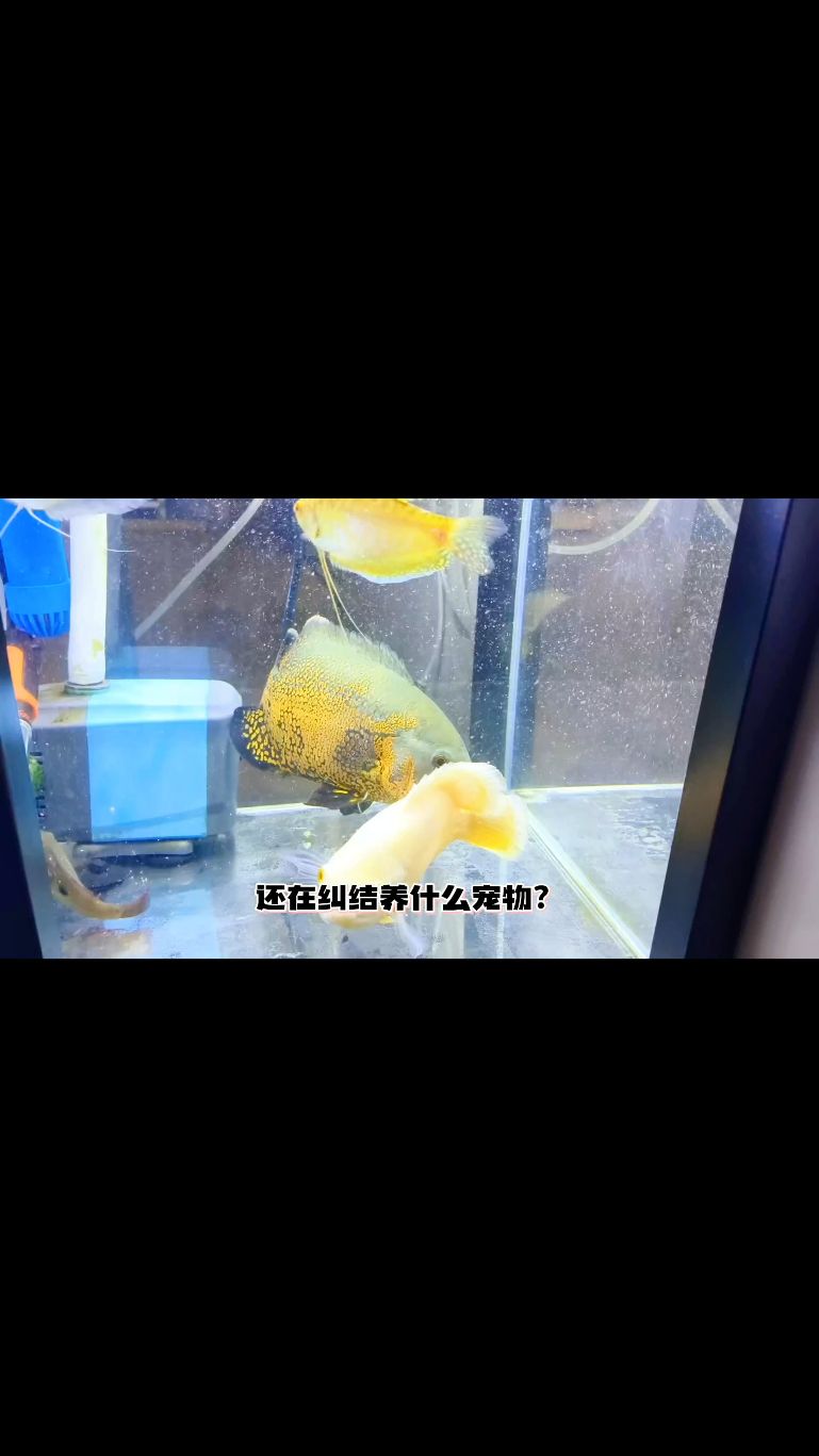 一起来养地图鱼吧,体验养鱼又养猪的快乐