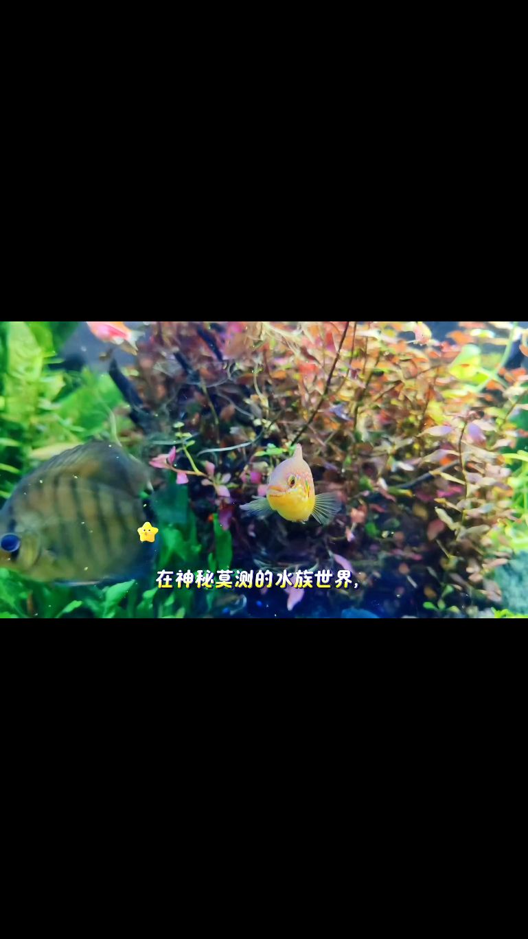 红宝石鱼你觉得好看不?#养鱼日记#养鱼人#鱼缸里的大自然