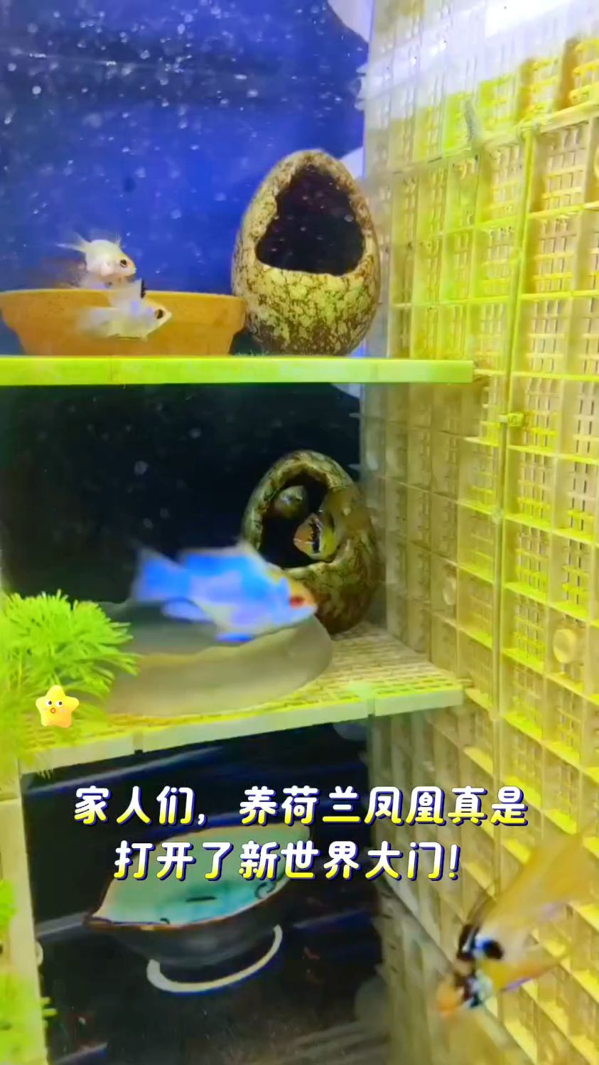 半个月一窝半个月一窝的老能生了#荷兰凤凰球 #养鱼日记#新手养鱼