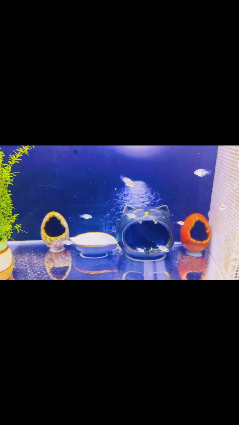 把你们的小鱼发出来一起看看#迷你鹦鹉鱼#新手养鱼