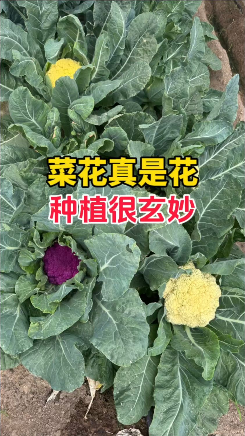 种花不如种菜花,好看又好吃。