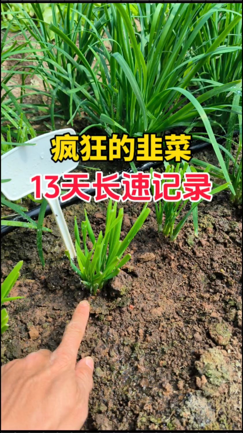 改过土的地种韭菜,长势太疯狂。