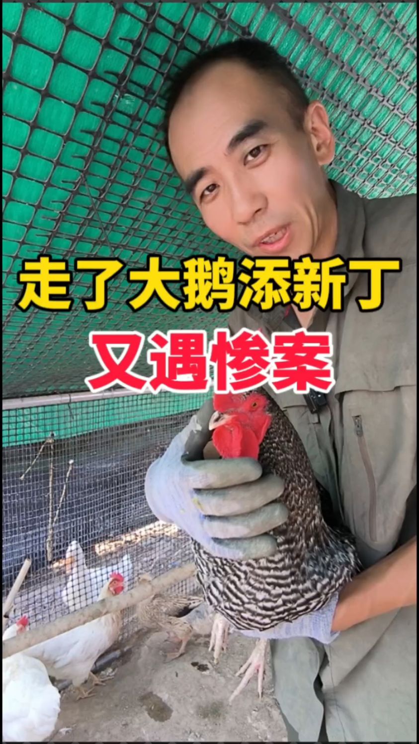 养鸡选啥品种?想鸡蛋自由吗?