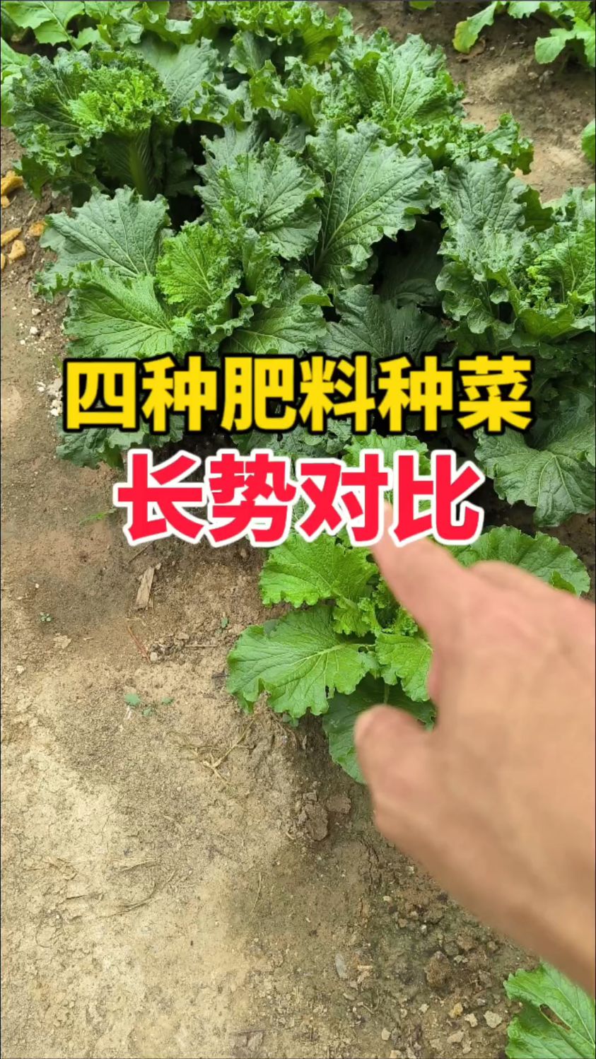 别乱买肥，四种肥料种菜实测，结果居然这样。