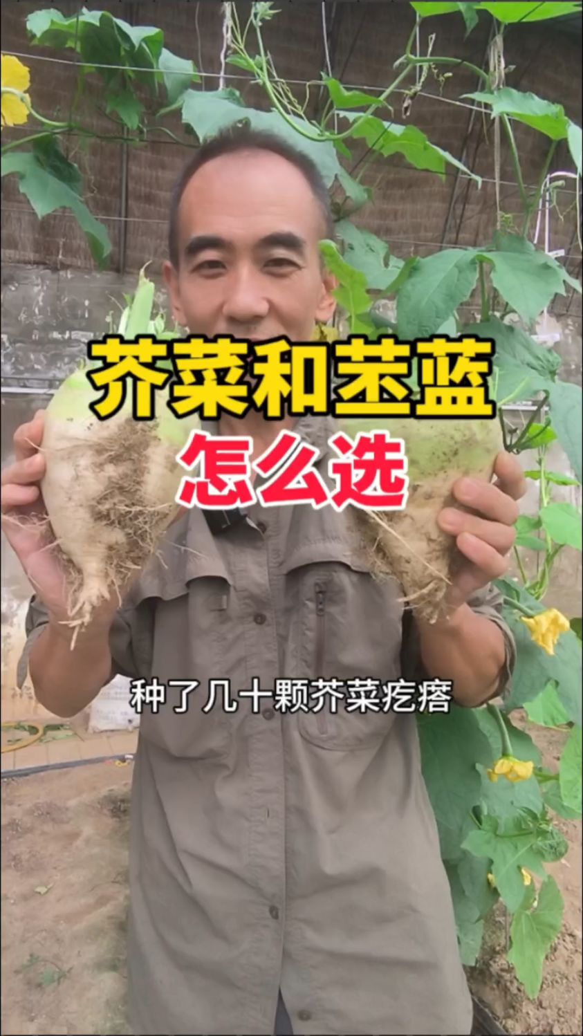芥菜疙瘩和苤蓝,哪个好吃?