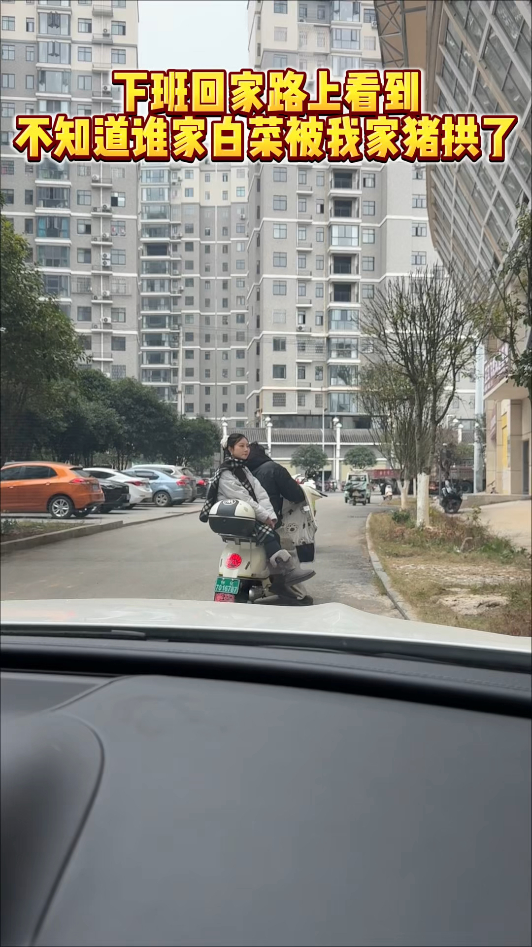 下班回家路上遇到，不知道谁家的白菜被我家猪拱了