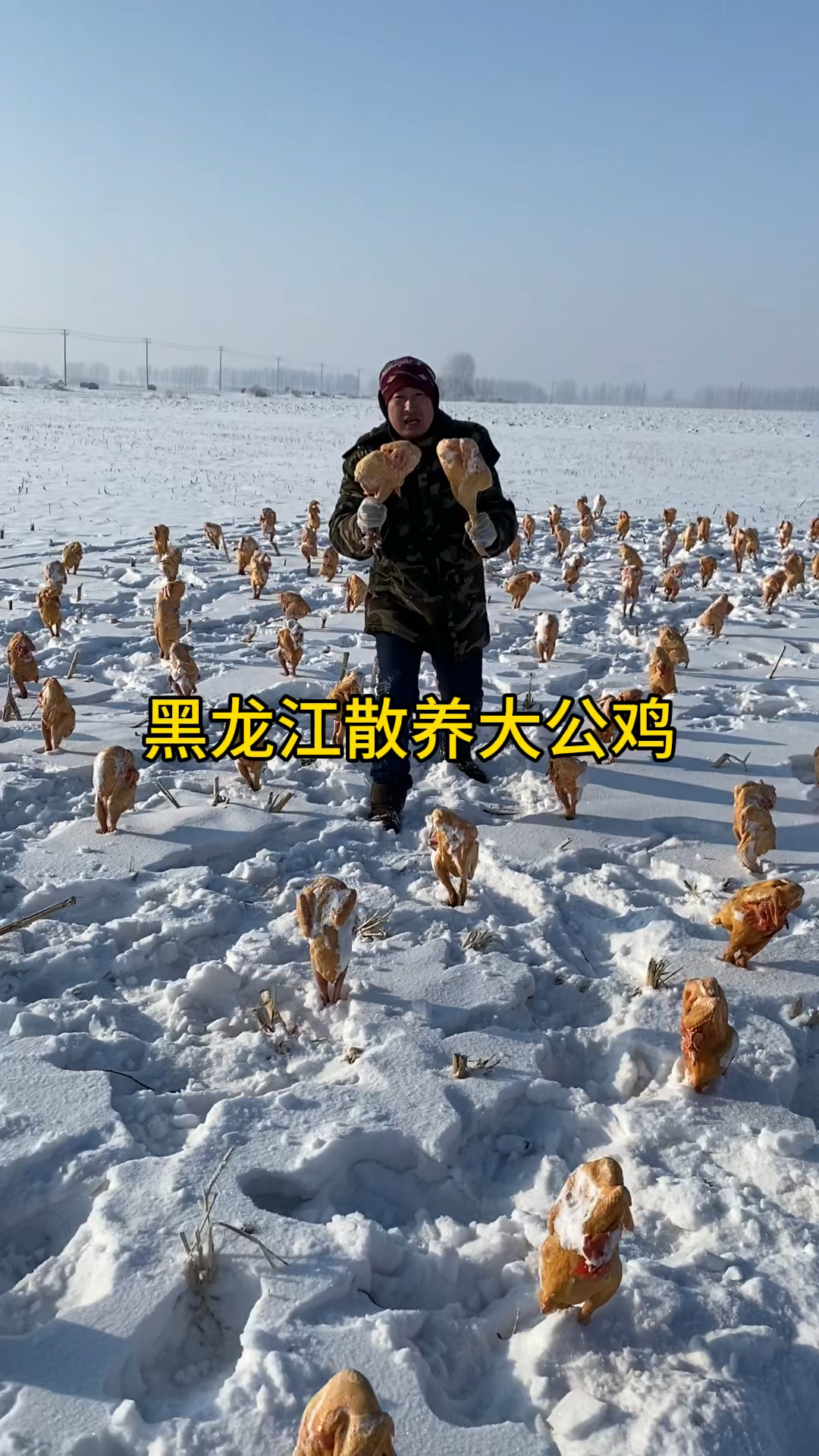 黑龙江林子散养大公鸡