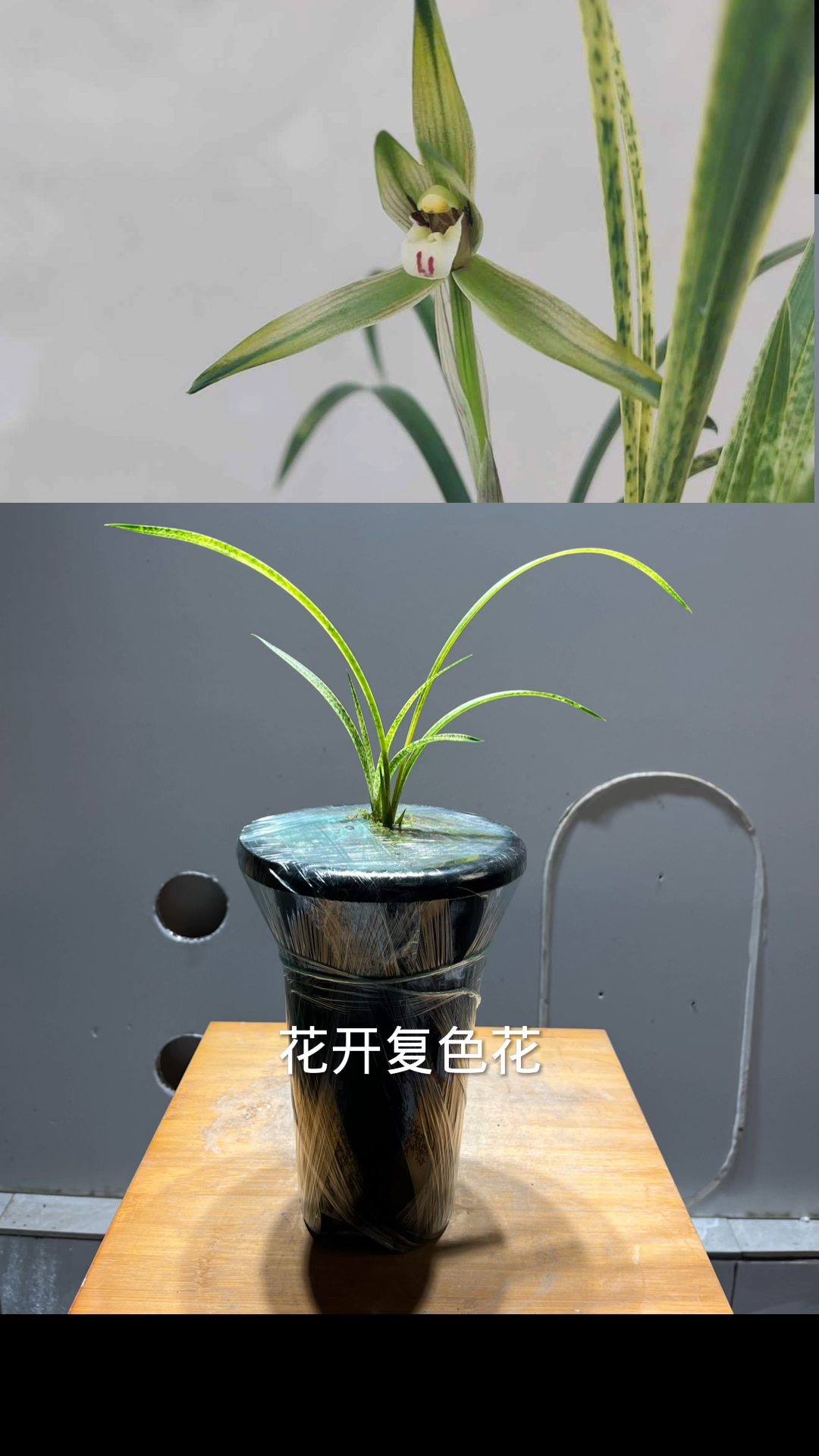 春兰叶艺名品,吻仔鱼