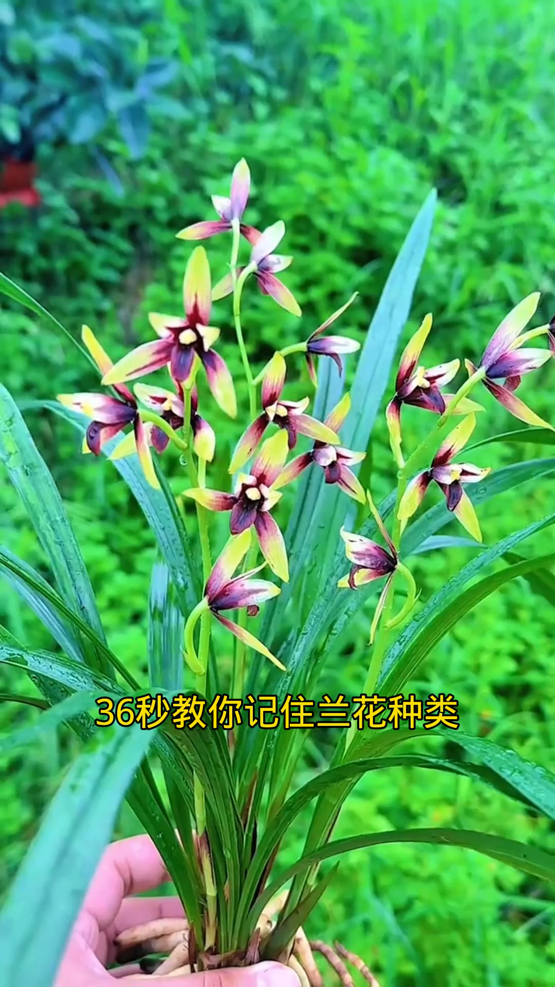 36教你记住兰花种类