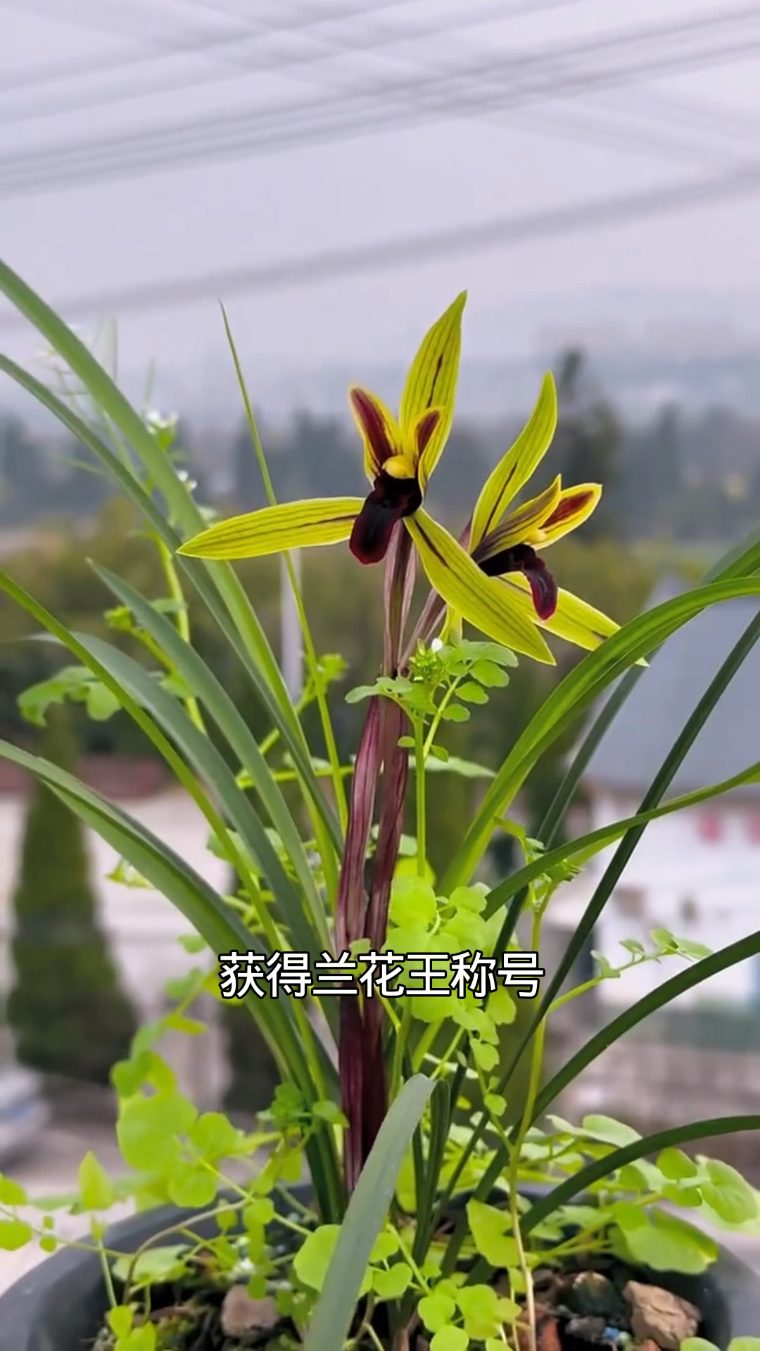 春兰经典品种包公魂