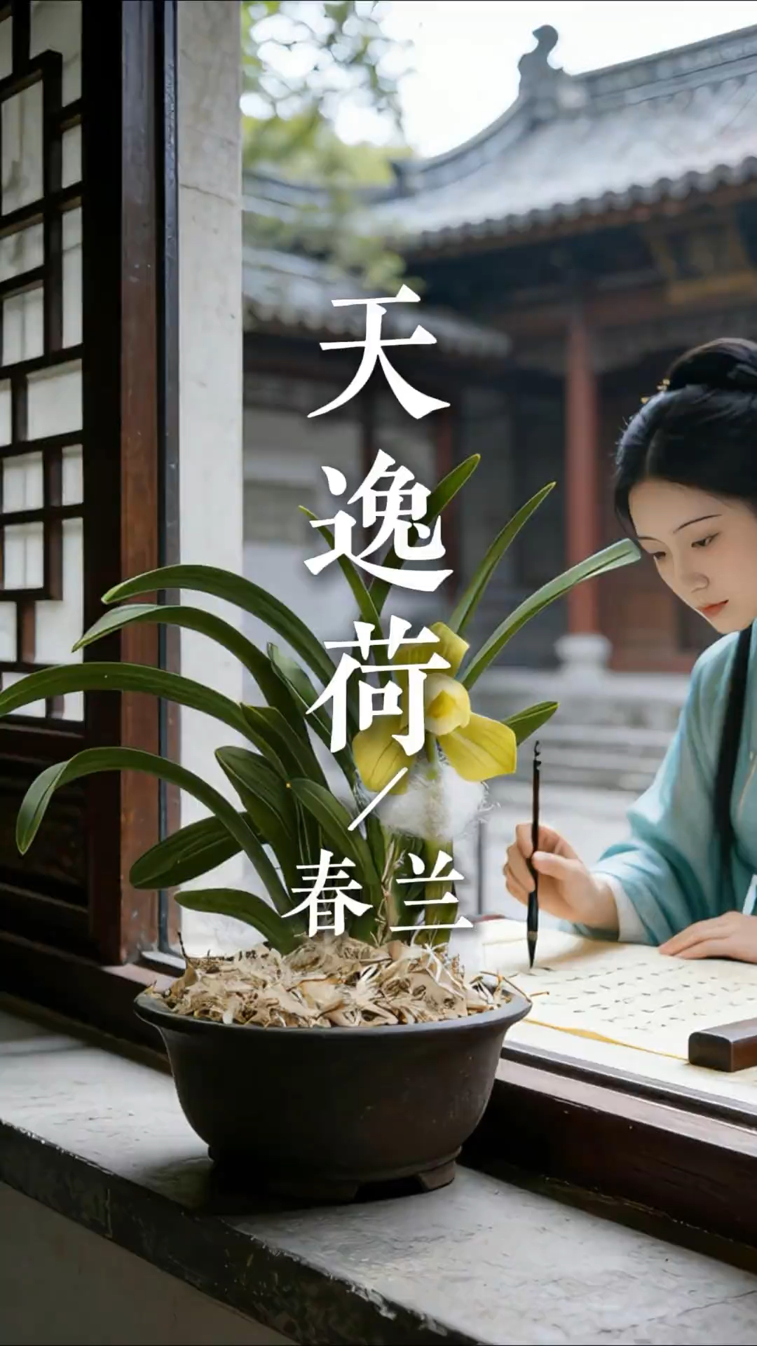 春兰-天逸荷 #兰花品种 #春兰 #天逸荷 #禅意生活