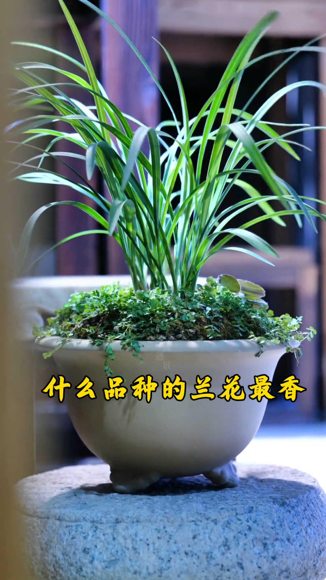 什么品种的兰花最香