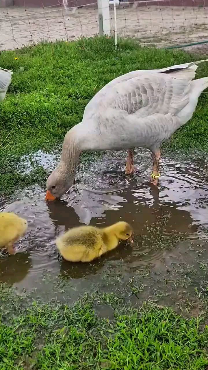 鸭妈妈在教小鸭子们喝水
