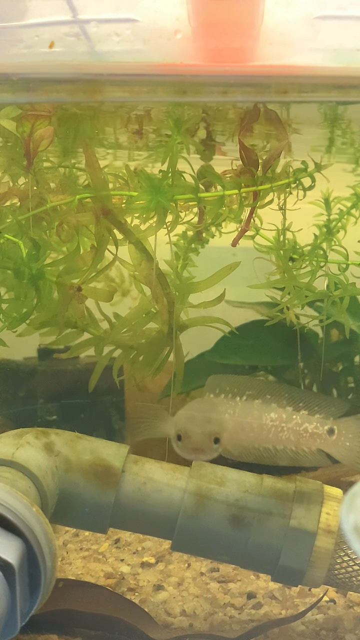 小月鳢成长记第一集 #养鱼日记 #观赏鱼 #国产雷龙月鳢 #月鳢鱼苗