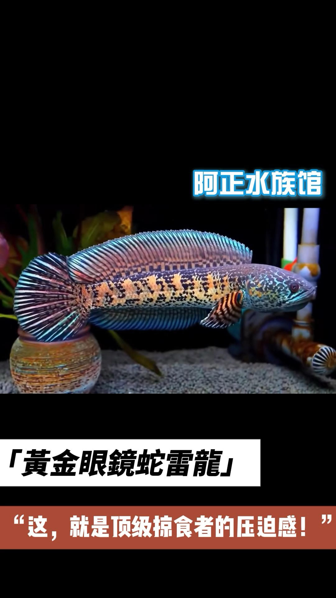 这,就是顶级掠食者的压迫感!黄金眼镜蛇雷龙
